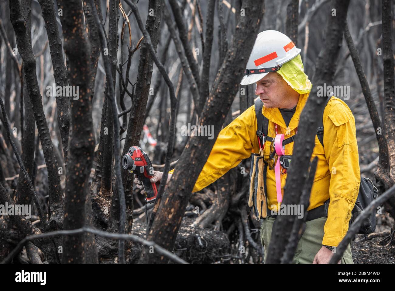 Les pompiers utilisent l'imagerie thermique pour trouver des points chauds du feu de Peat à Cape Conran Coastal Park le 24 février 2020 à East Gippsland, Victoria, Australie. La région a été dévastée dans les feux de forêt de 2019 et se rétablit lentement au fur et à mesure que les plantes commencent à se frapcher. Banque D'Images