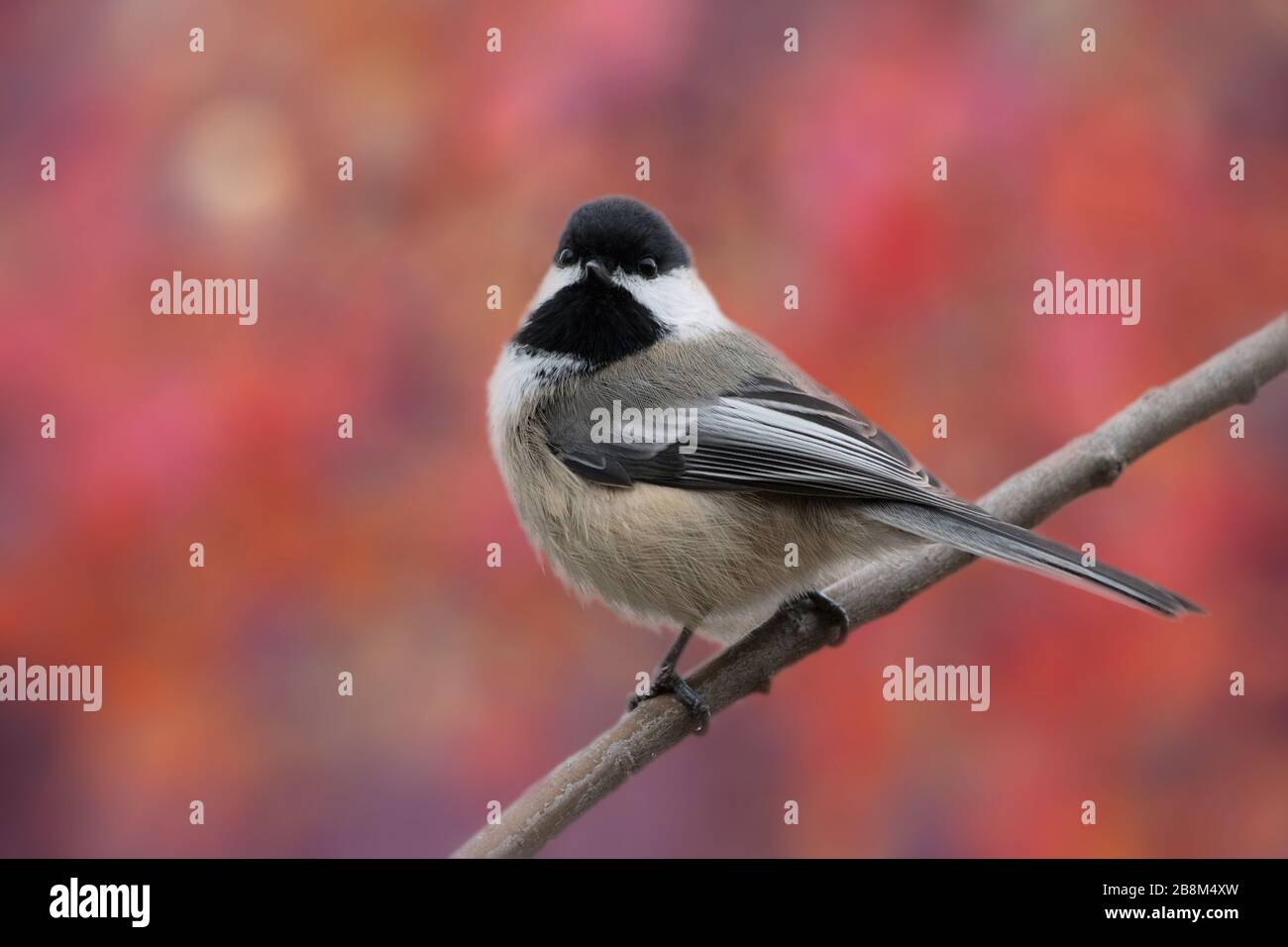 Chickadee noir capping contre fond de couleur rose orange d'automne Banque D'Images