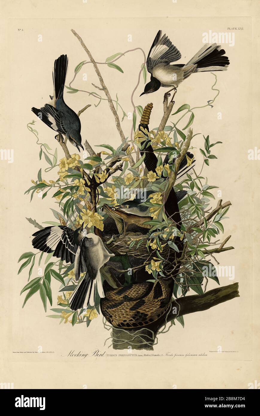 Plaque 21 Mocking Bird, du folio Birds of America (1827–1839) de John James Audubon - image éditée de très haute résolution et de qualité Banque D'Images