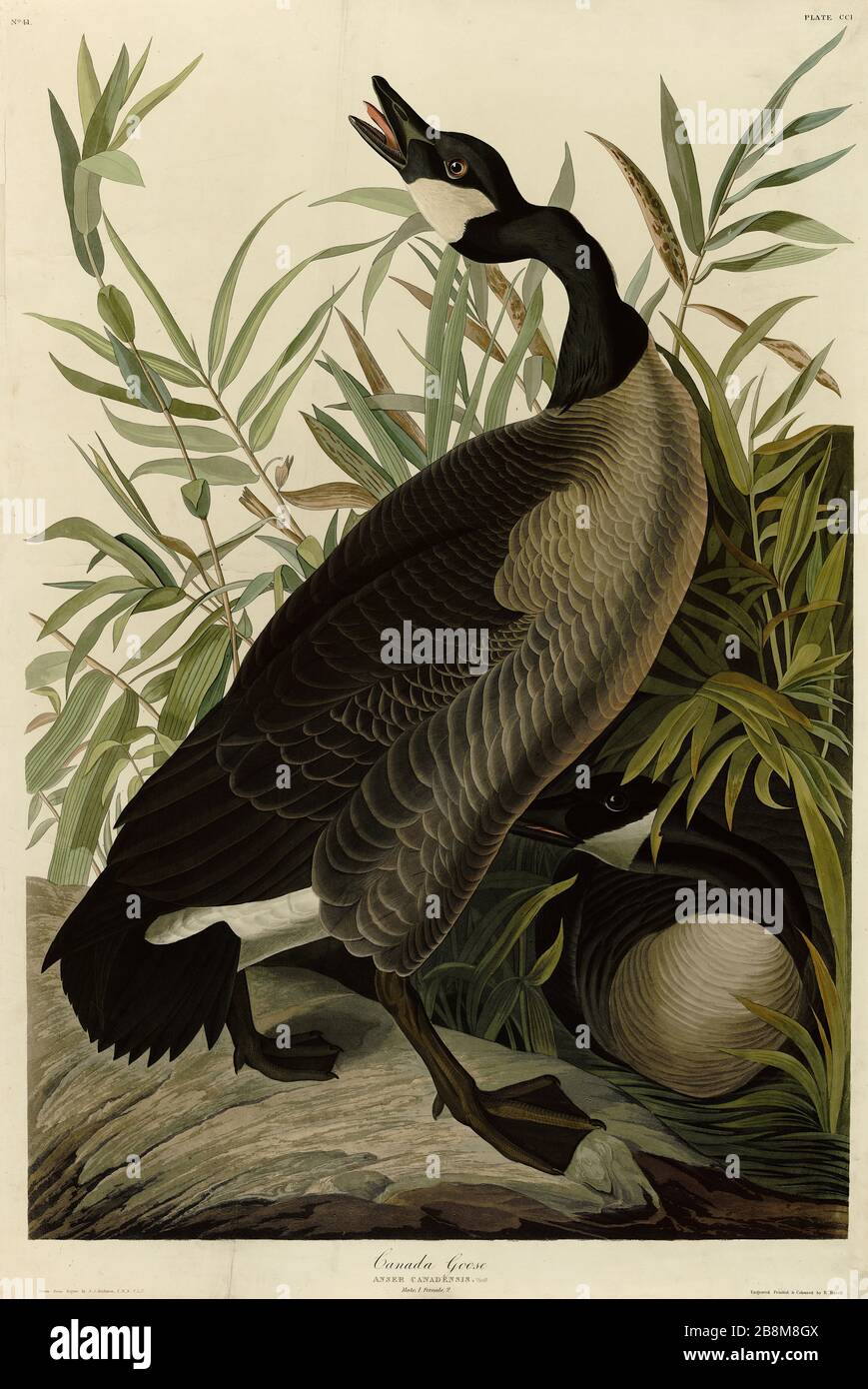 Plaque 201 Bernache du Canada, du folio Birds of America (1827–1839) de John James Audubon - image éditée de très haute résolution et de qualité Banque D'Images
