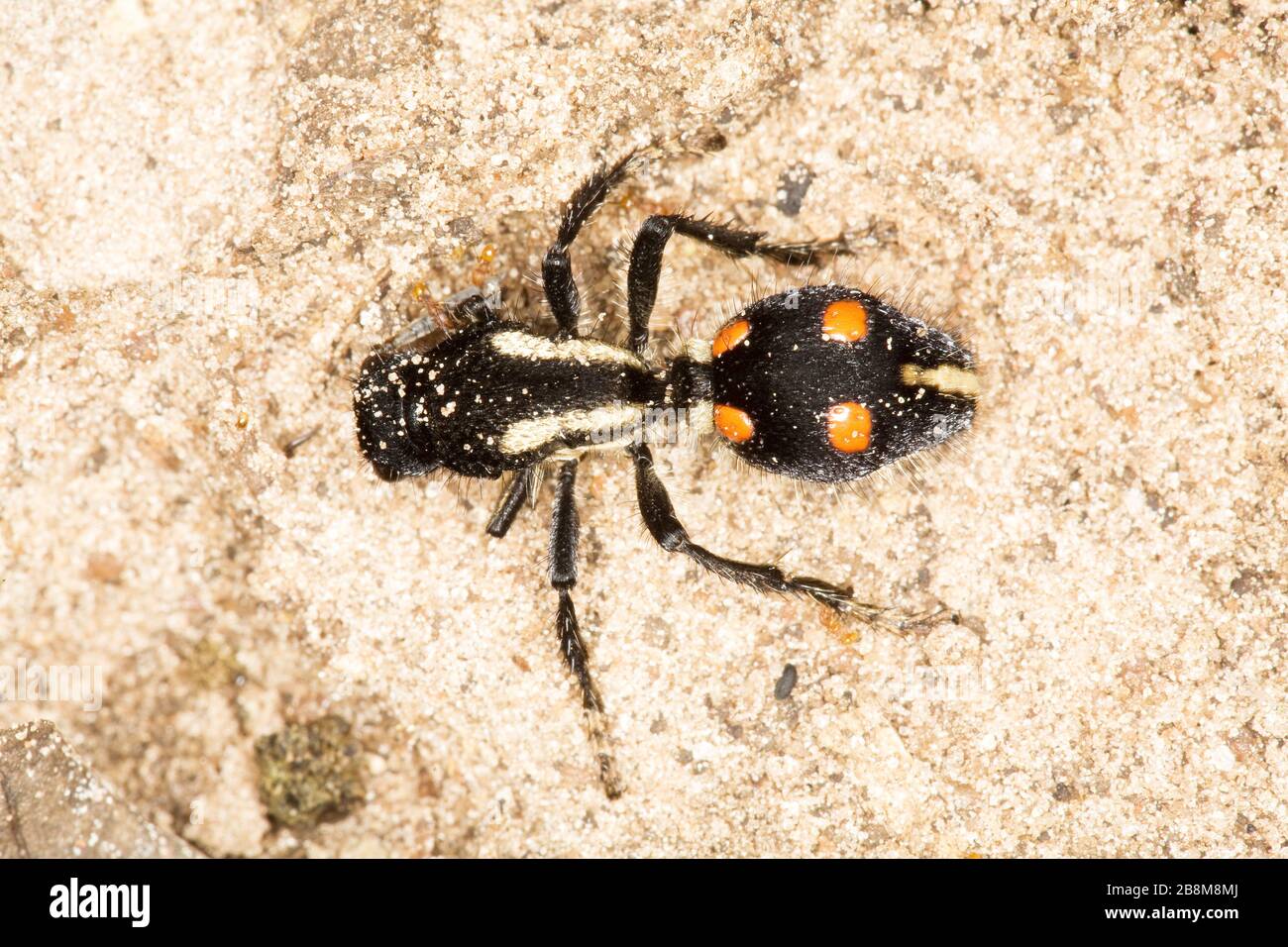 formiga-leão, vespa-sem-asa, mimetismo, Ant-lion, Wasp-sans aile, mimicry, Aquidauana, Mato Grosso do Sul, Brésil Banque D'Images