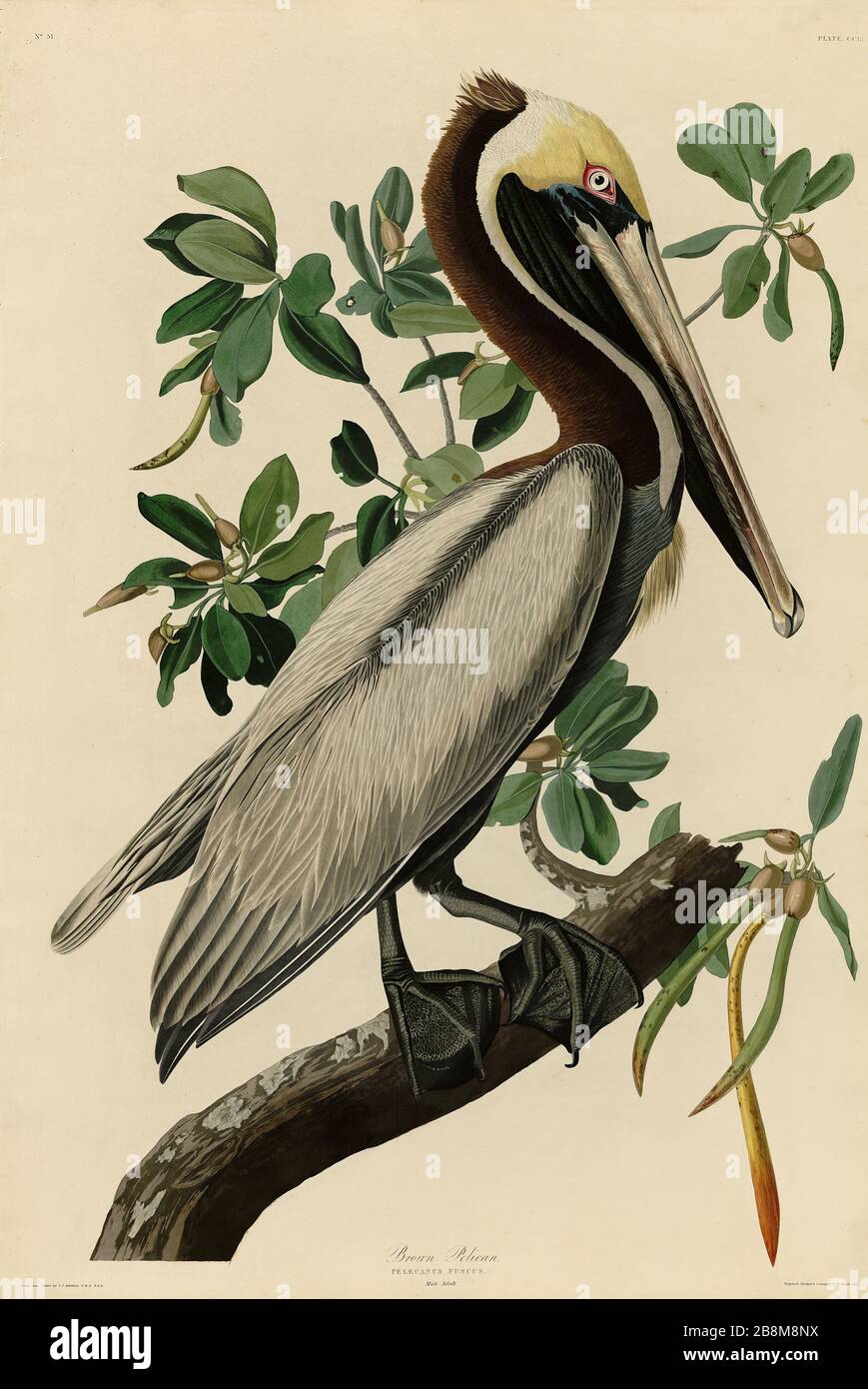 Plaque 251 Pelican brun, du folio Birds of America (1827–1839) de John James Audubon - image éditée de très haute résolution et de qualité Banque D'Images