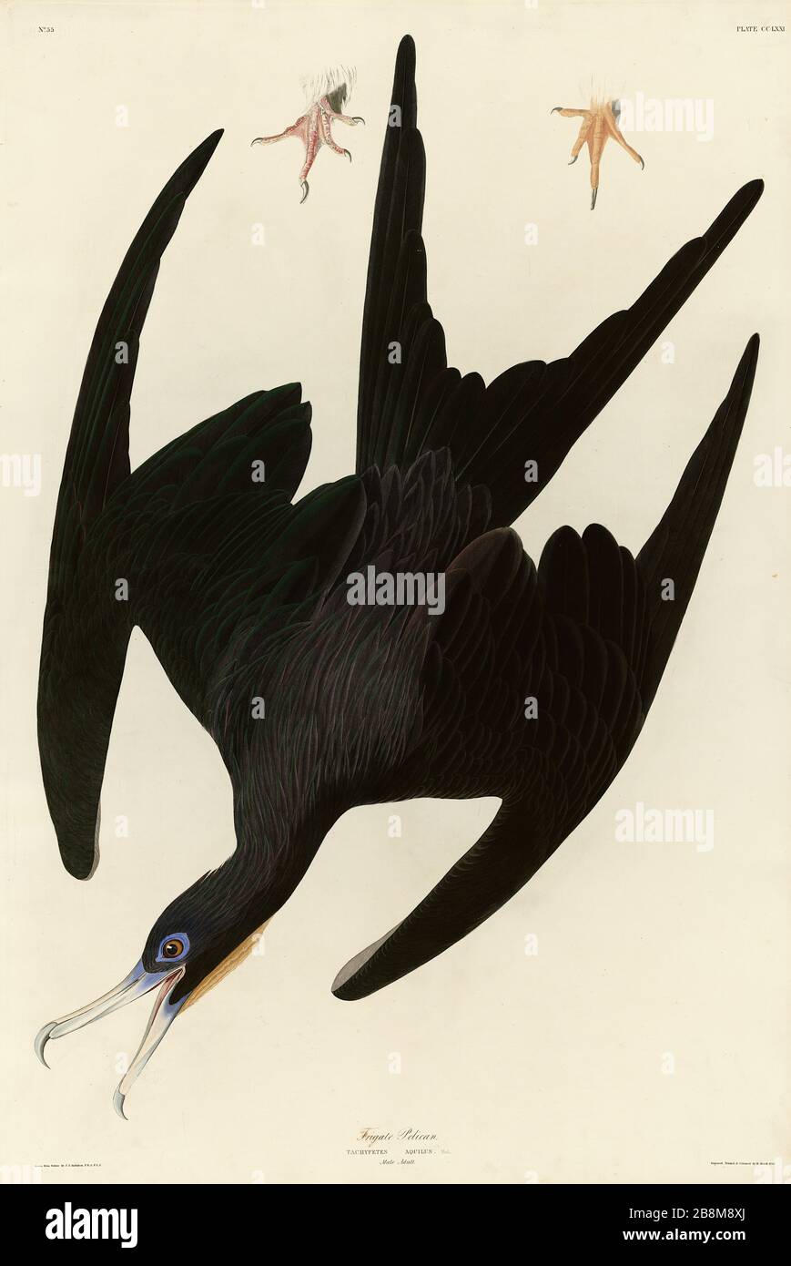 Plaque 271 Frigate Pelican (magnifique frégatebird) The Birds of America (1827–1839) John James Audubon - image éditée de très haute résolution Banque D'Images