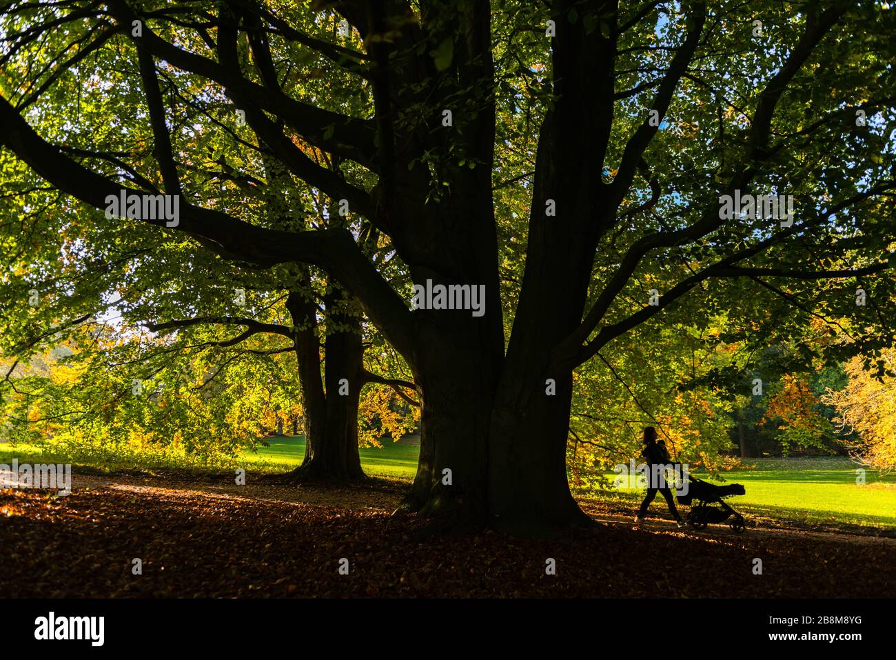 Feuillage d'automne dans le parc Forstbaumschule, Kiel, capitale du Schleswig-Holstein, Allemagne du Nord, Europe centrale Banque D'Images