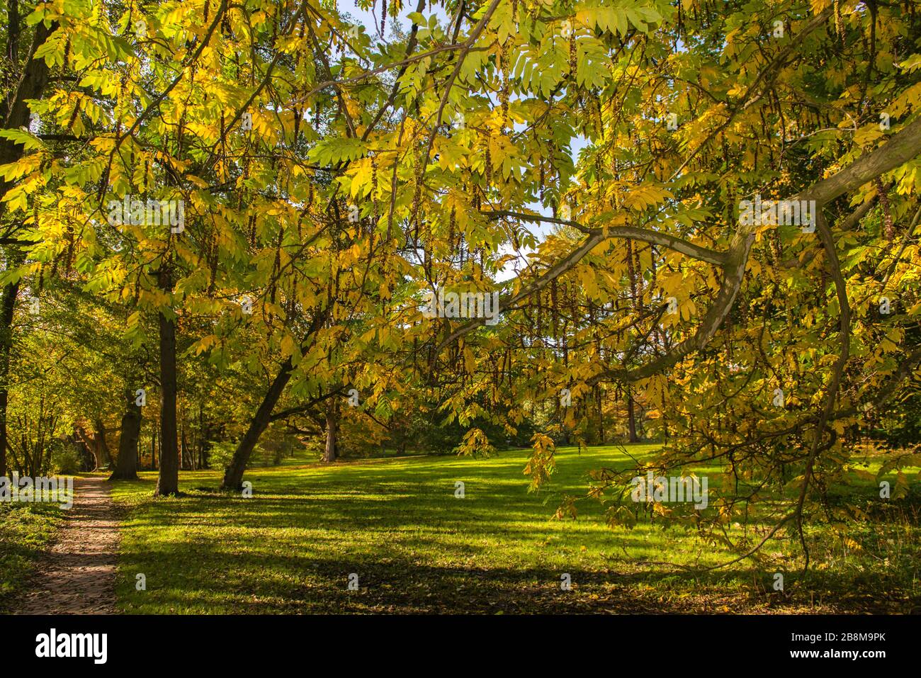 Feuillage d'automne dans le parc Forstbaumschule, Kiel, capitale du Schleswig-Holstein, Allemagne du Nord, Europe centrale Banque D'Images