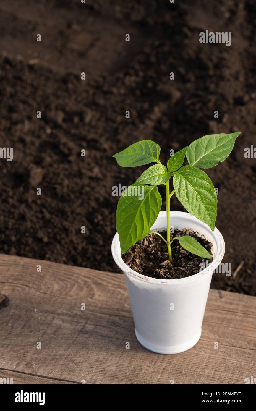 Gros plan des semis de poivre, verre blanc, fond flou, planche en bois, feu de camp, gouttes de Dewdrops sur les feuilles. Vue de dessus. Agriculture, jardinage. Banque D'Images