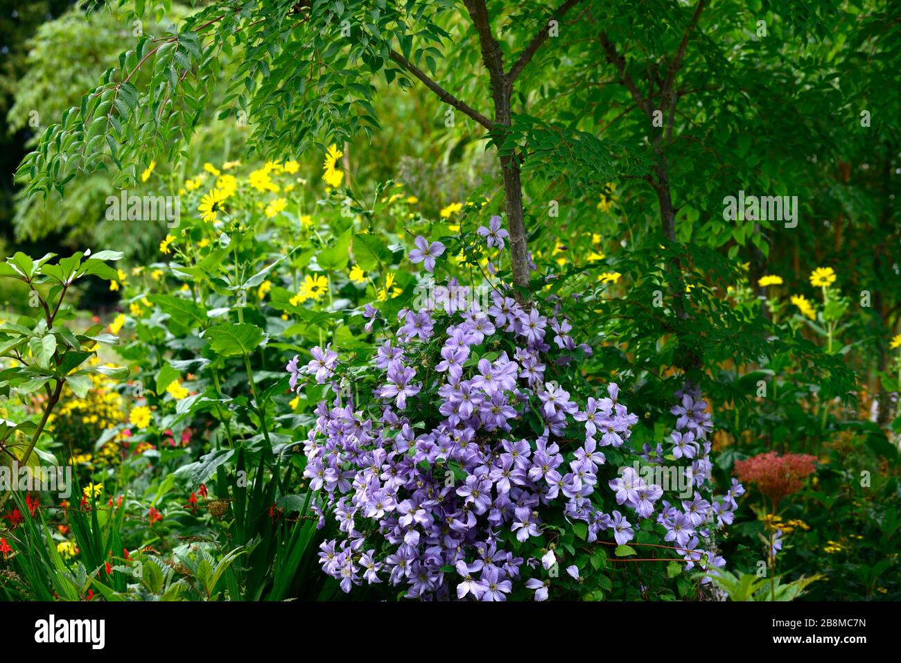 Clematis viticella Blue Angel,poussant sur le tronc de l'arbre,aralia,mixte bed.border,floraison,fleurs bleues,jardin,jardins,RM Floral Banque D'Images