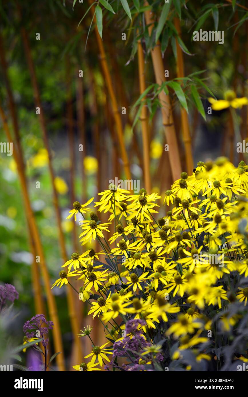 Rudbeckia laciniata Herbstsonne,Cutleaf coneflower,Yellow flower with green central cone,rudbeckias,phyllostachys vivax aureoculis, Golden Yellow Chi Banque D'Images