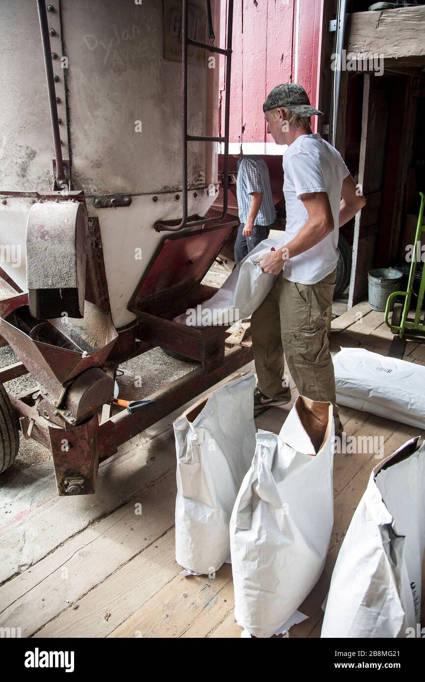 Ouvrier agricole remplissant les sacs d'alimentation Banque D'Images