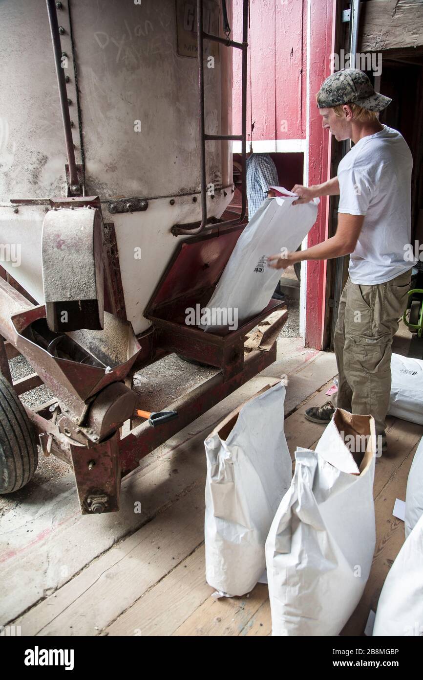Ouvrier agricole remplissant les sacs d'alimentation Banque D'Images