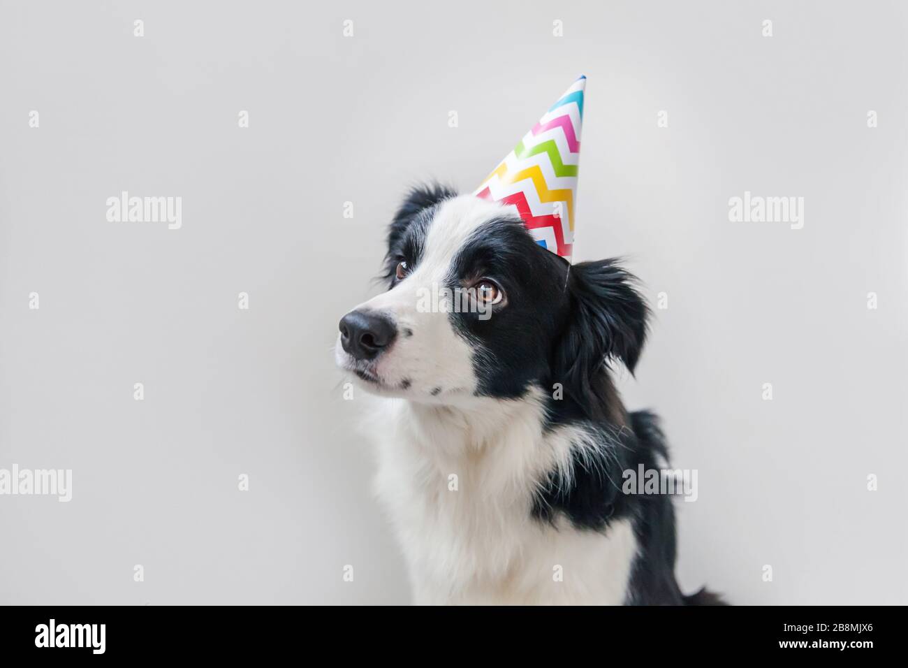 Humour Animal Banque D Image Et Photos Alamy