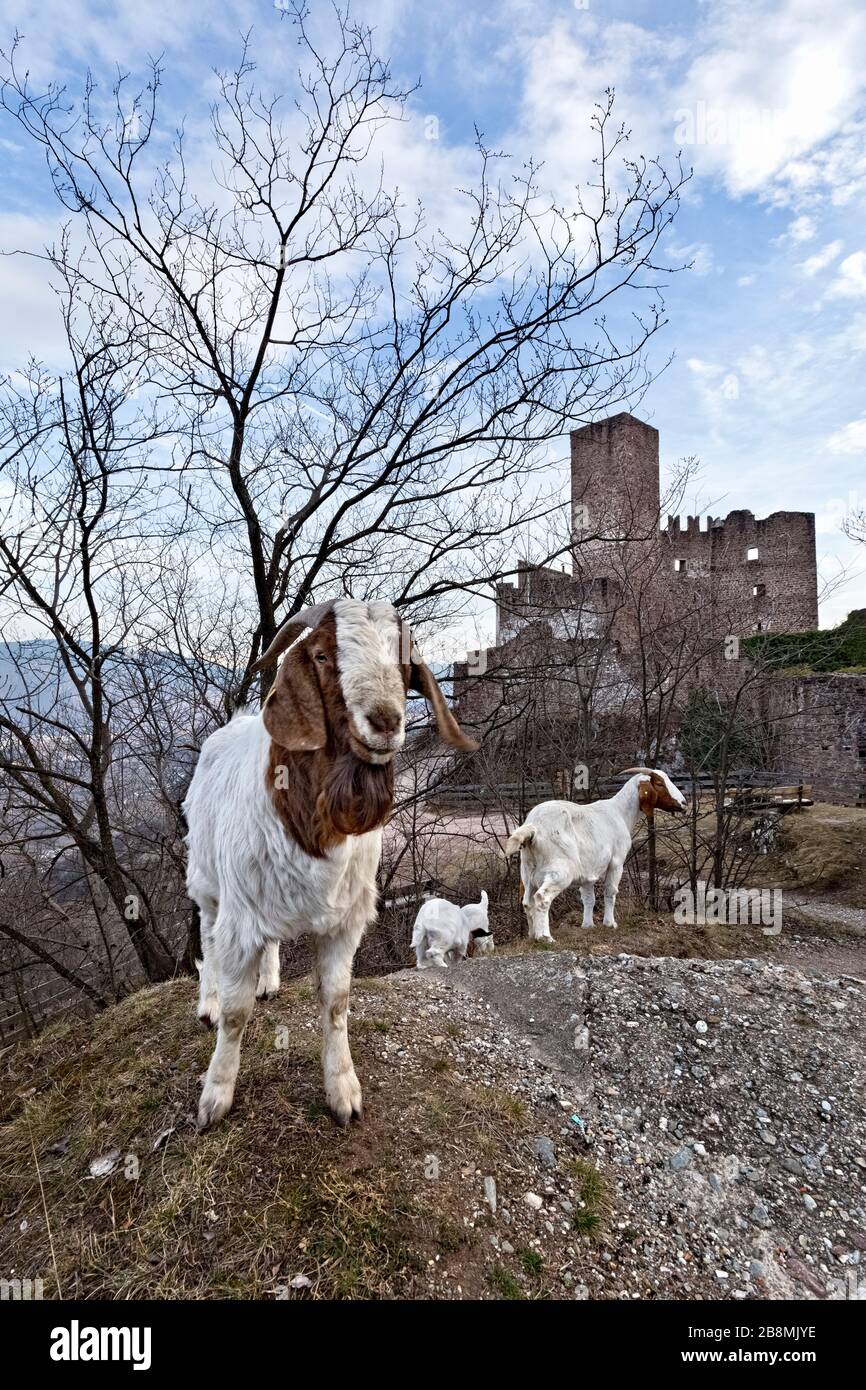 Les chèvres paissent au château d'Appiano. Appiano, province de Bolzano, Trentin-Haut-Adige, Italie, Europe. Banque D'Images