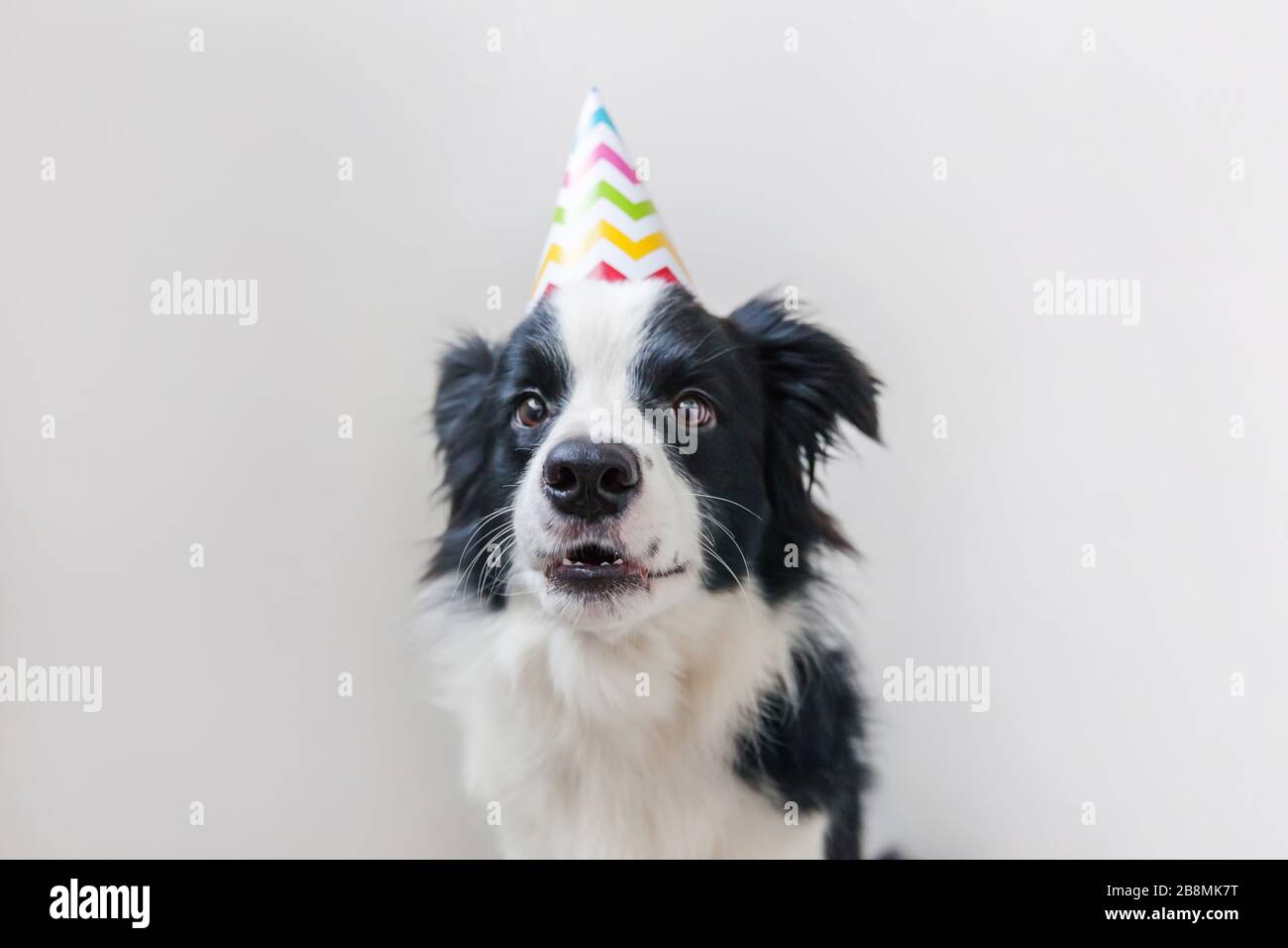 Birthday Puppy Banque D Image Et Photos Alamy Birthday Puppy Banque D Image Et Photos Alamy