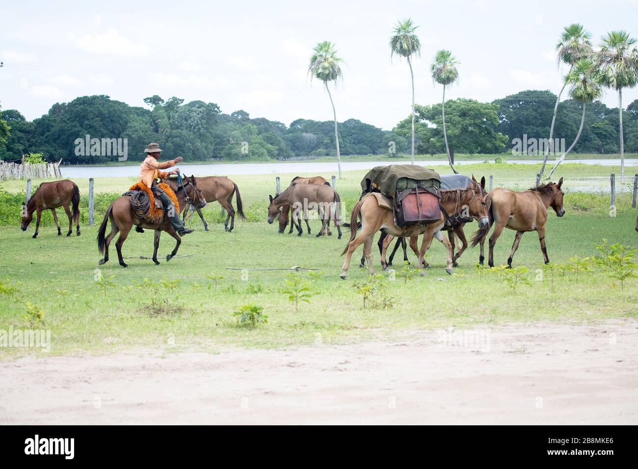 Objets de transport de la Cortege de Cattle, Corumbá, Mato Grosso do Sul, Brésil Banque D'Images