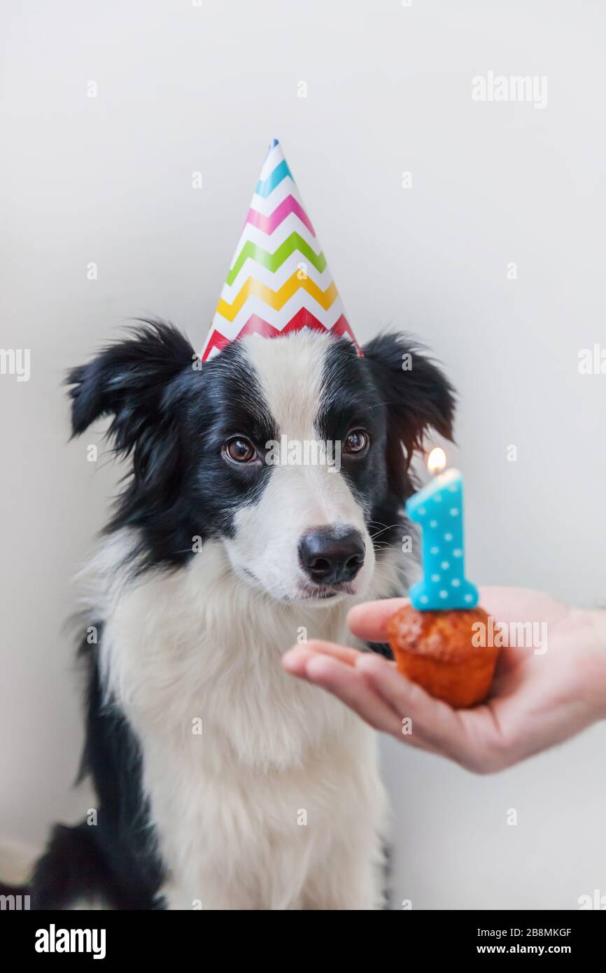 Portrait Drole De Mignon Sfrain Chiot Bordure De Chien Collie Portant Anniversaire Solly Chapeau Regardant Le Gateau De Vacances Cupcake Avec Le Numero Une Bougie Isolee Sur Fond Blanc Joyeux Anniversaire Photo Portrait Drole De Mignon Sfrain Chiot Bordure De Chien Collie Portant Anniversaire Solly Chapeau Regardant Le Gateau De Vacances Cupcake Avec Le Numero Une Bougie Isolee Sur Fond Blanc Joyeux Anniversaire Photo
