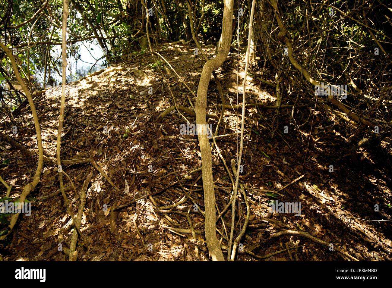 Collecte des oeufs d'alligator-pitié-swampliand, Caiman crocodilus yacare, Corumbá, Mato Grosso do Sul, Brésil Banque D'Images