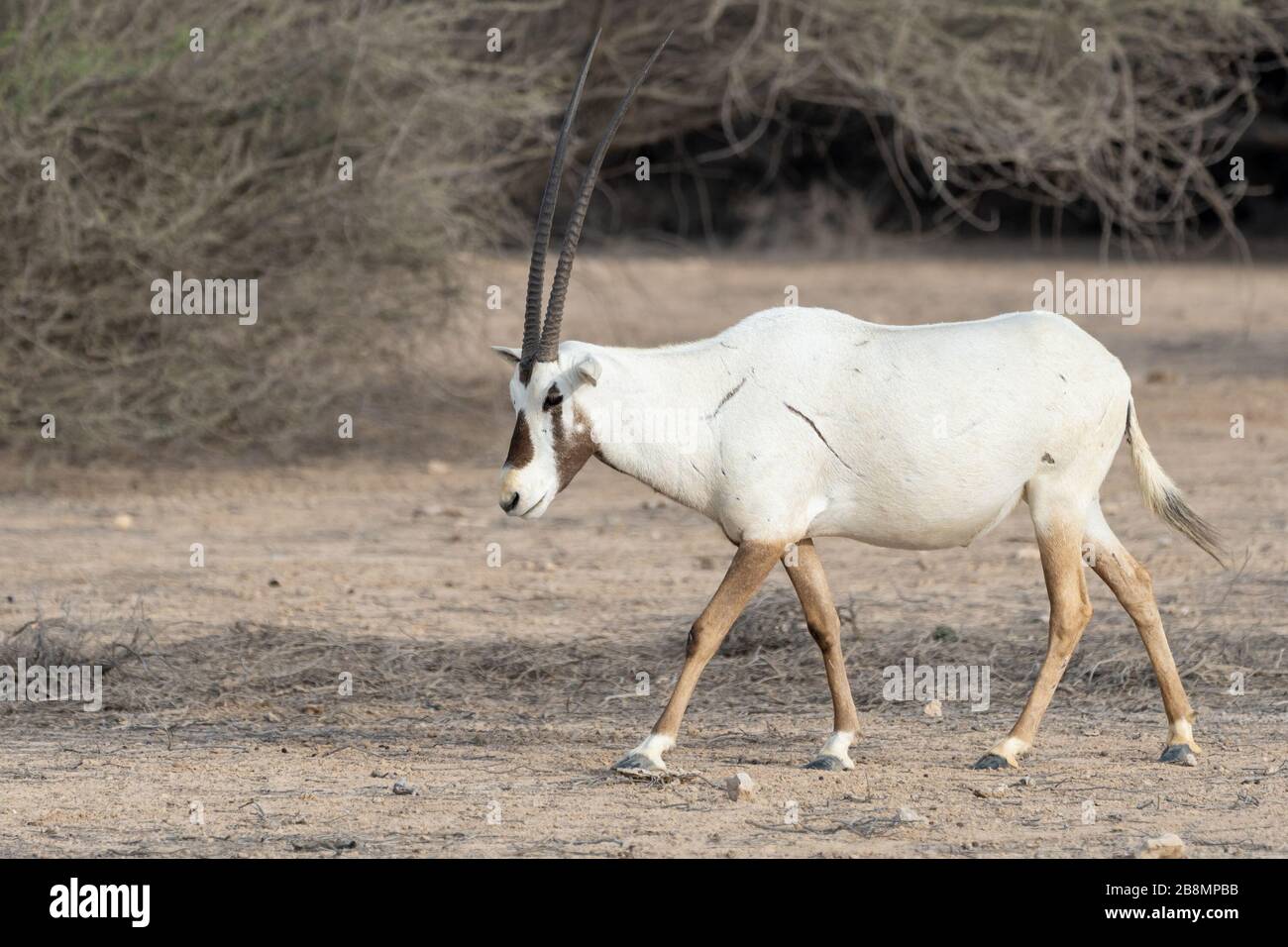 L'Oryx arabe d'Al Reem nature reseve au Qatar Banque D'Images