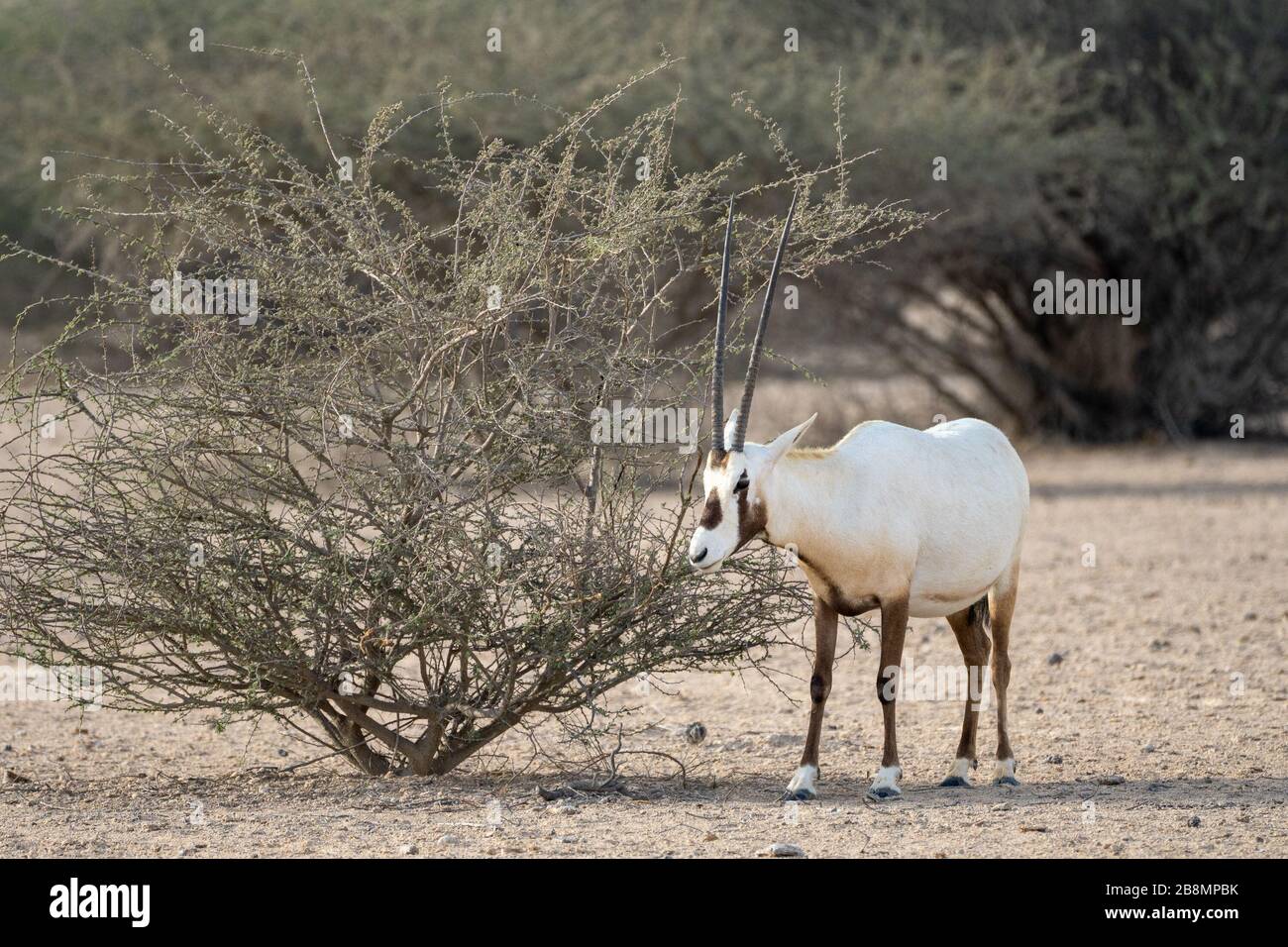 L'Oryx arabe d'Al Reem nature reseve au Qatar Banque D'Images