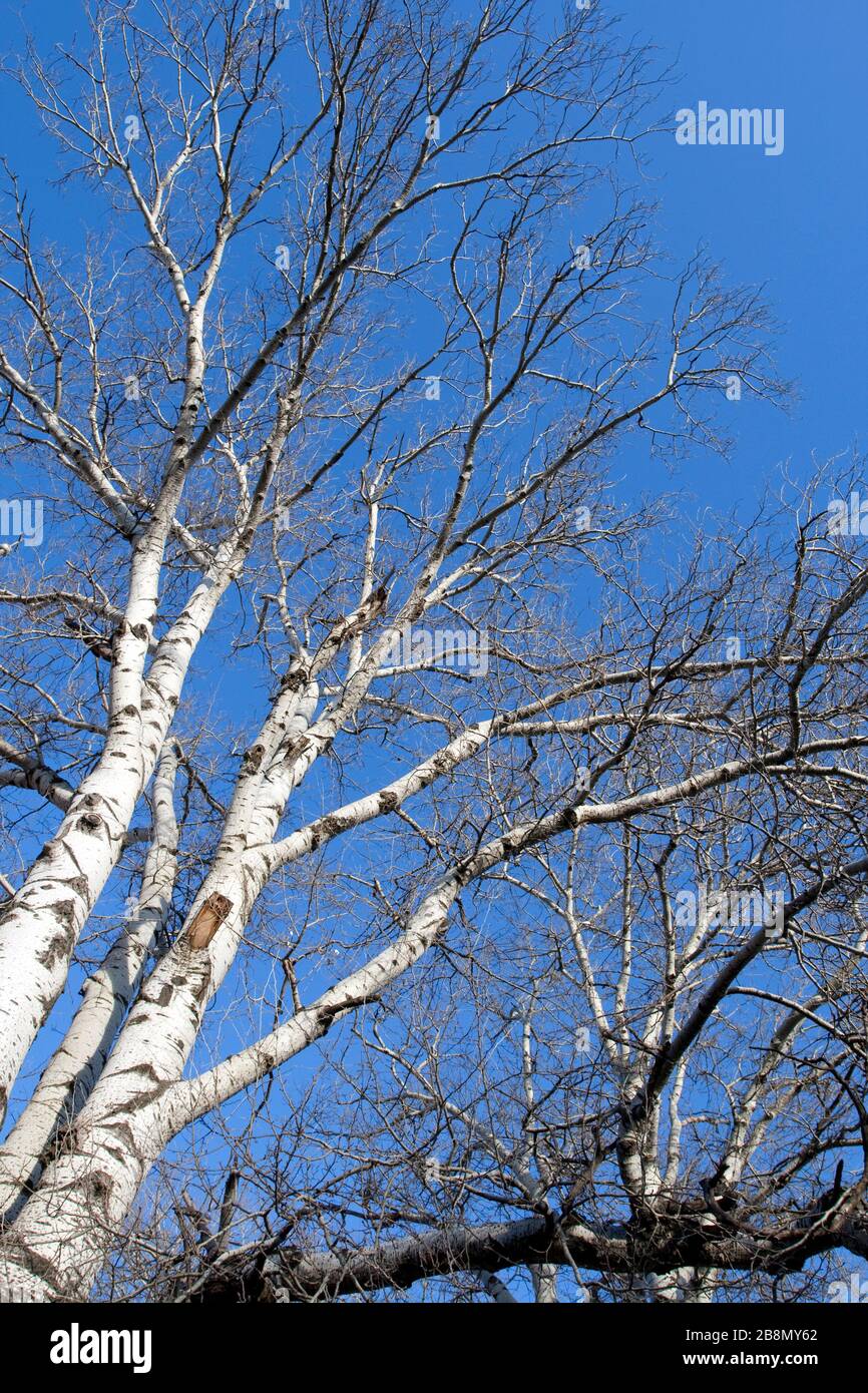 Peuplier par jour d'hiver. Banque D'Images