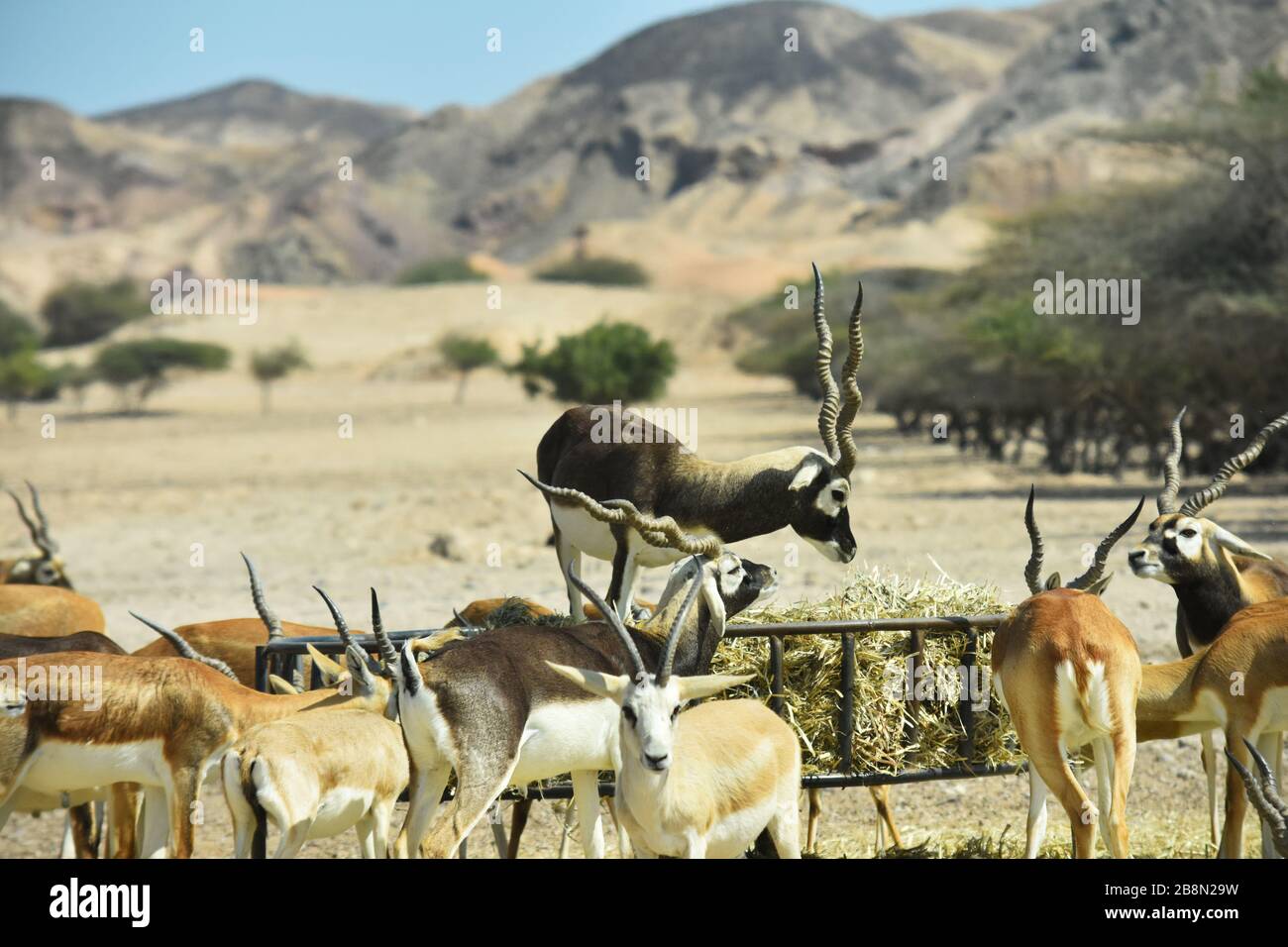 Sir Bani Yas, Emirats Arabes Unis - 30 janvier 2018 - le patron de la fierté - l'antilope majestueux commande les gazelles Banque D'Images