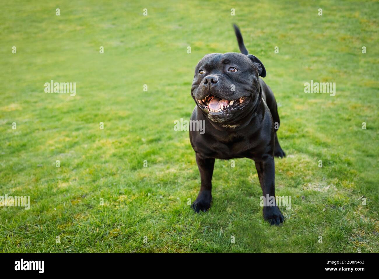 Black Staffordshire Bull Terrier debout sur l'herbe souriant regardant légèrement loin de l'appareil photo Banque D'Images