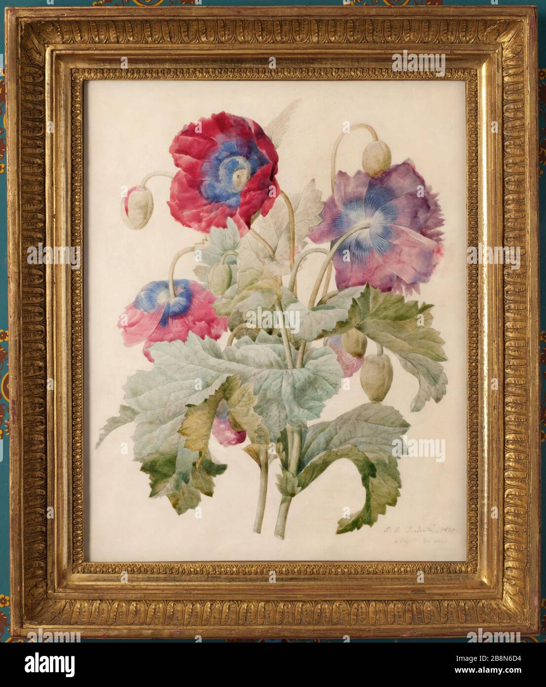 Papaver somniferum Pierre-Joseph Reout (1759-1840). 'Papaver somniferum'. Aquarelle et crayon noir sur vlin (et non papier vlin), 1839. Paris, muse de la vie romantique. Banque D'Images