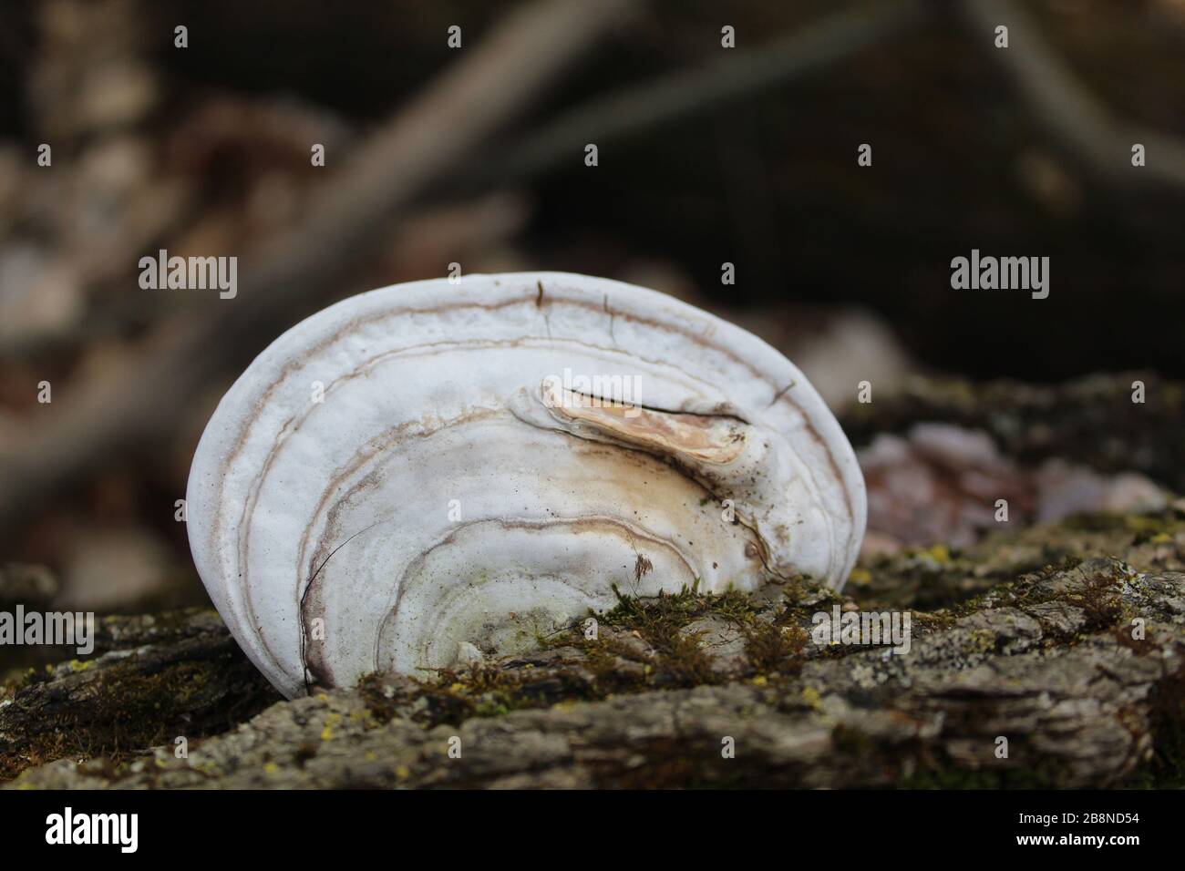 Le conk de l'artiste se forme sur un journal à Linne Woods à Morton Grove, Illinois Banque D'Images