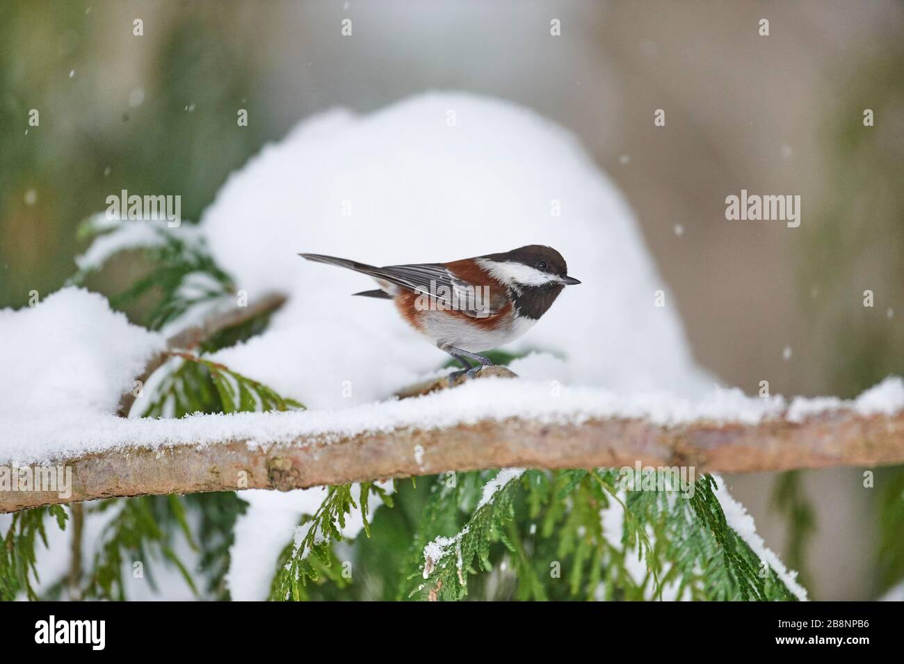 Chickadee (Poecile rufescens), Gabriola (Colombie-Britannique), Canada Banque D'Images