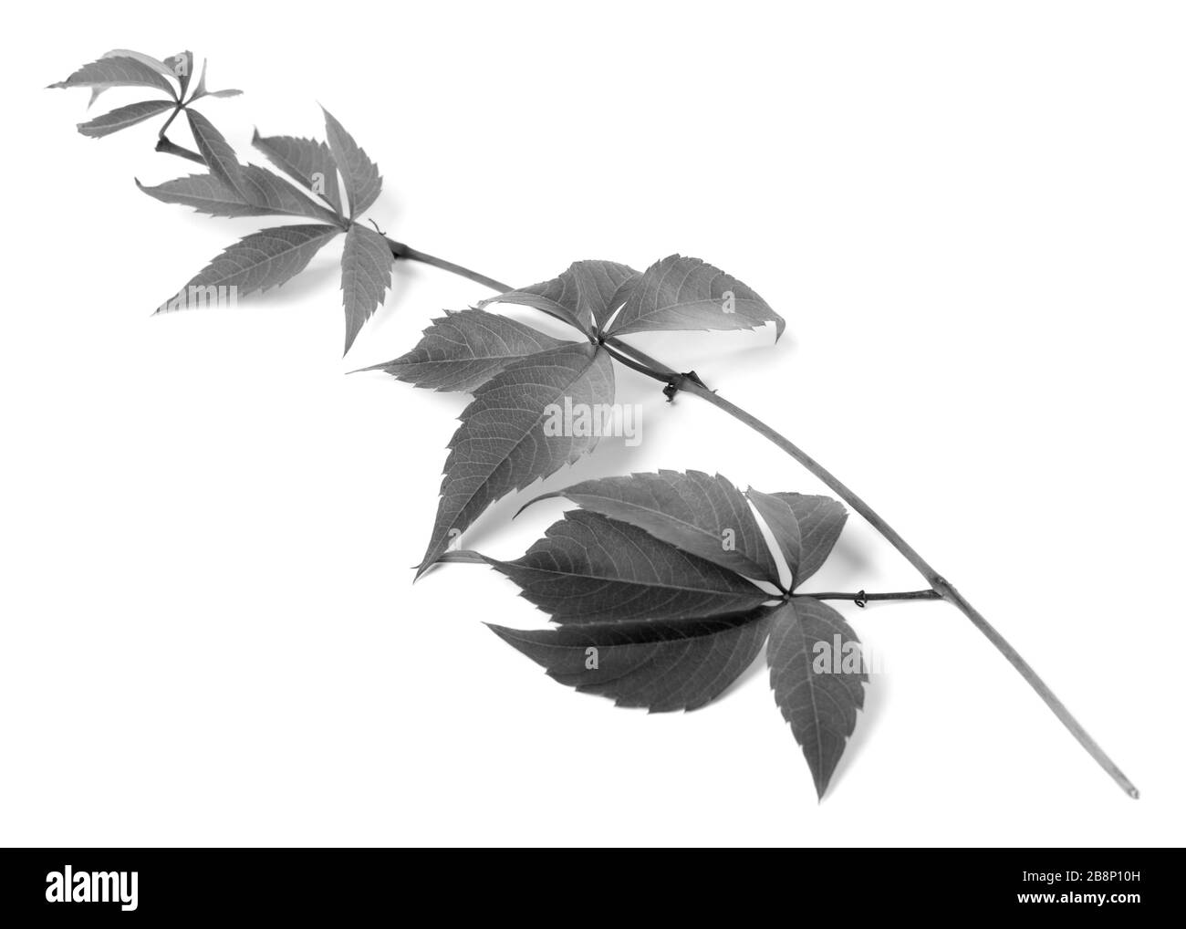 La direction générale de noir et blanc de raisins feuilles (Parthenocissus quinquefolia feuillage). Isolé sur fond blanc. Banque D'Images