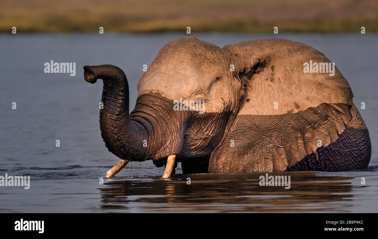 éléphant traversant la rivière Banque D'Images