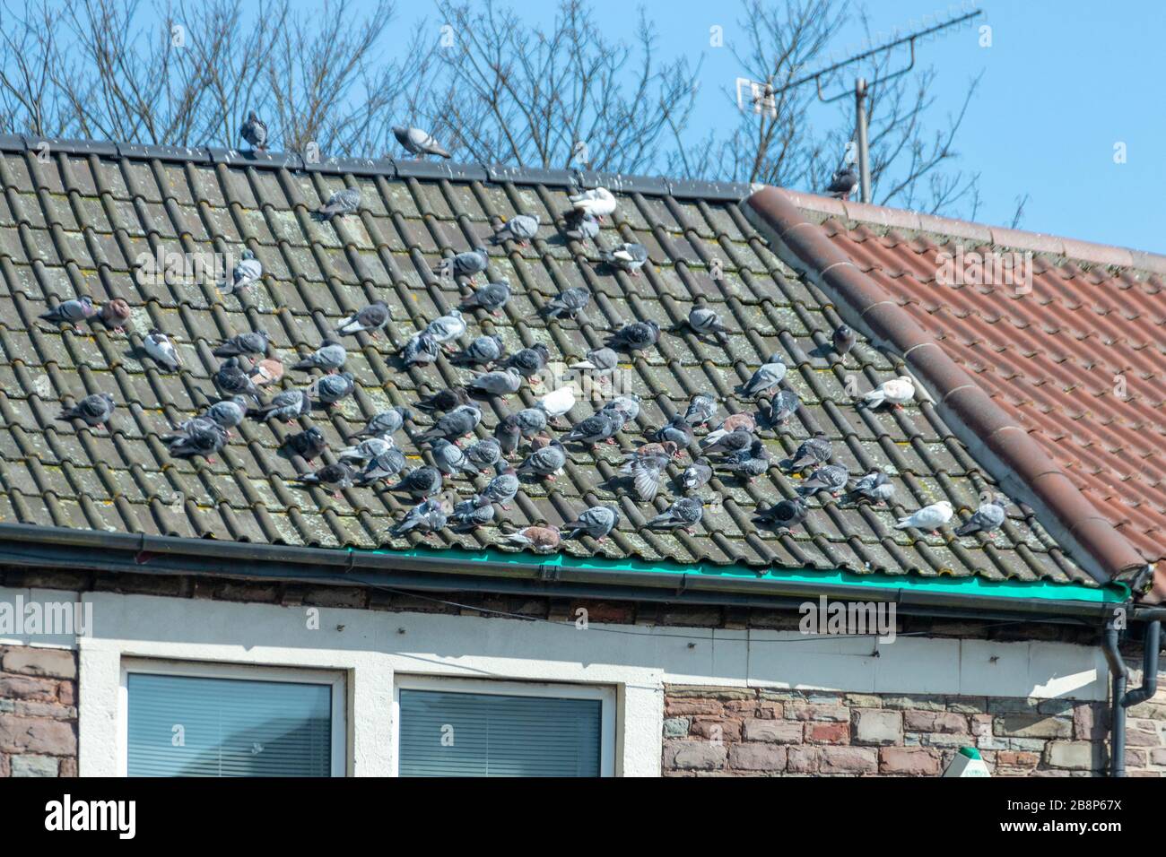 une vue rapprochée des pigeans s'échauffement eux-mêmes sur un toit en tuiles d'argile Banque D'Images