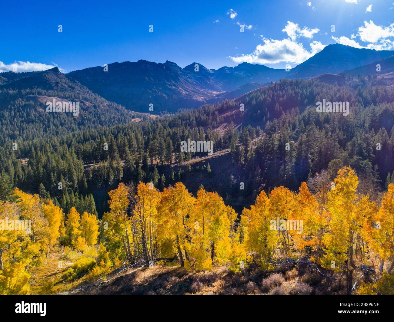 Vue aérienne des bosquets de trembles d'automne dans le col de Sonora, dans les montagnes de la Sierra Nevada, en Californie. Banque D'Images