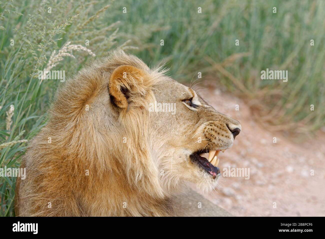 Lion noir (Panthera leo vernayi), homme adulte couché, sur le bord de la route, agressif, Kgalagadi TransFrontier Park, Northern Cape, Afrique du Sud Banque D'Images