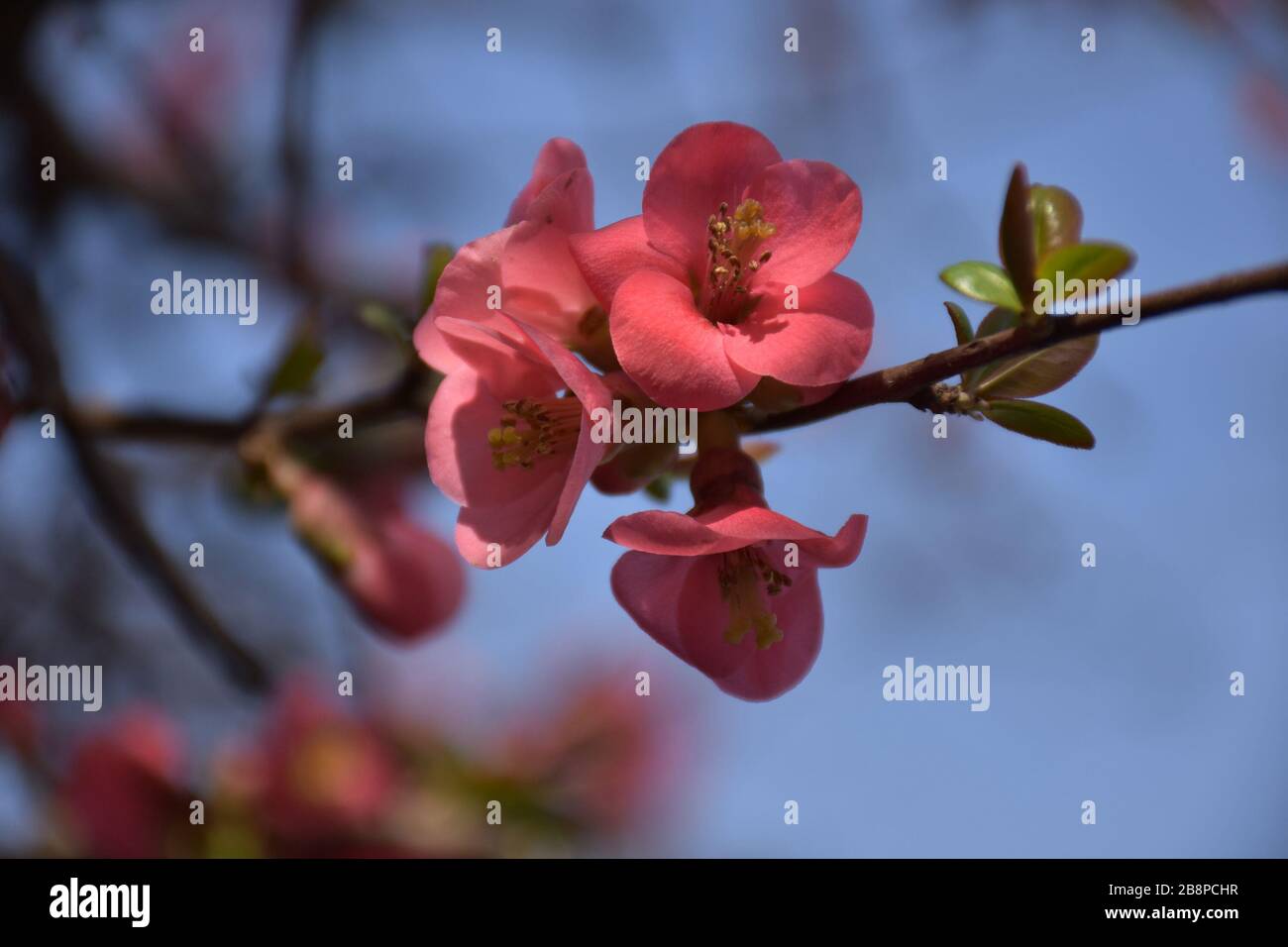 Sur une fine branche horizontale, quatre fleurs rouges avec de jeunes feuilles vertes sont fleuries Banque D'Images