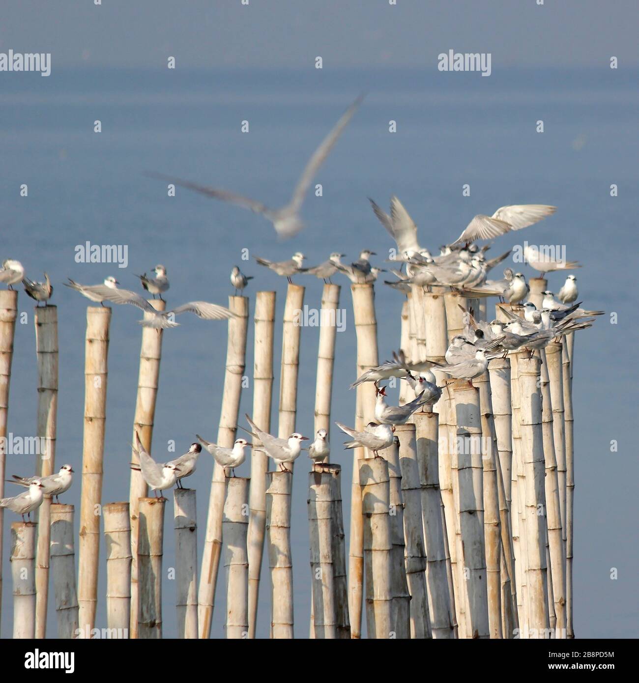 groupe d'oiseaux mouettes sur le bambou Banque D'Images