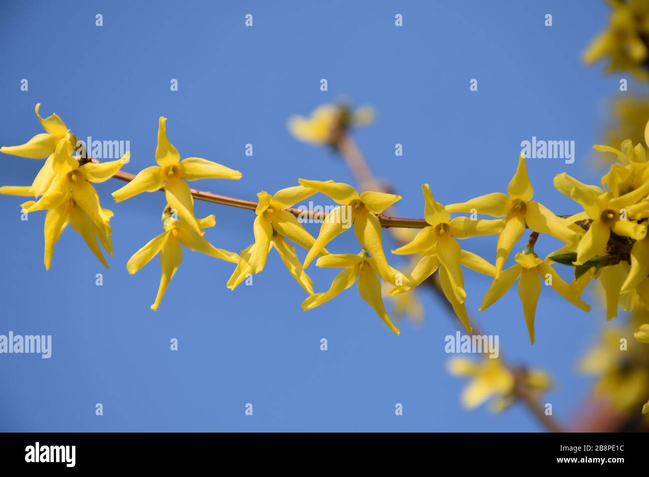 Sur une fine branche horizontale, de nombreuses petites fleurs jaunes se sont fleuries Banque D'Images
