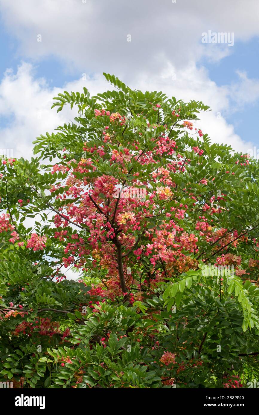 Rare Rainbow douche arbre, Cassia fistule x javanica, avec des masses de fleurs roses profondes et le feuillage vert vif contre fond de ciel bleu Banque D'Images