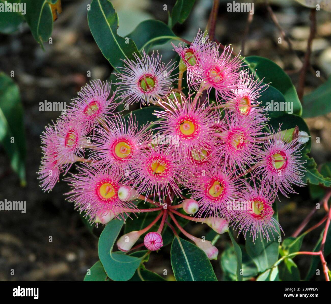 Grappe de belles fleurs rose foncé / rouge de Corymbia / Eueucalyptus ficifolia, arbre australien de gommes à fleurs fleuries, sur fond de feuilles vert foncé Banque D'Images