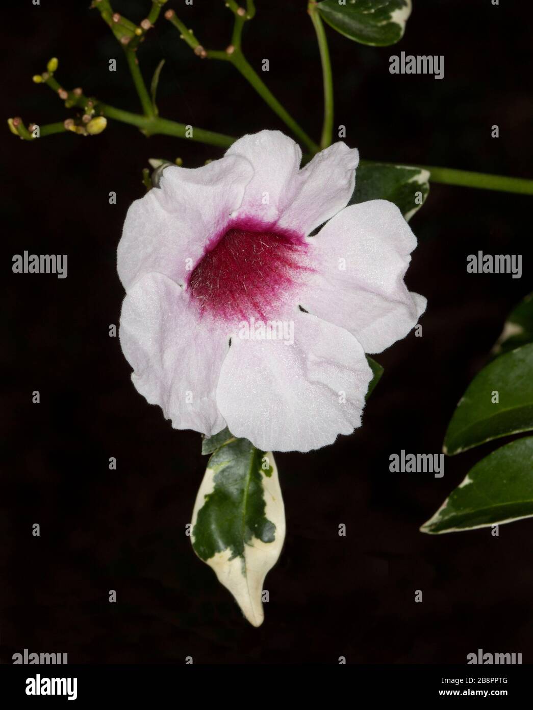 Belle fleur rose et blanche du grimpeur australien Pandorea jasminoides avec feuillage variégé, sur fond sombre Banque D'Images
