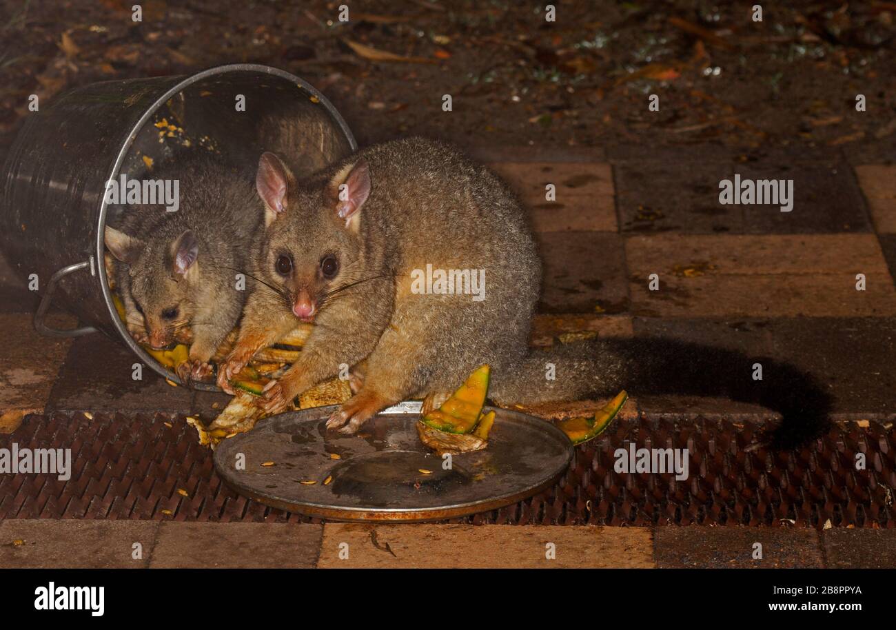 La possum australienne et son joey se nourrissant de morceaux de fruits dans un seau dans un environnement urbain Banque D'Images