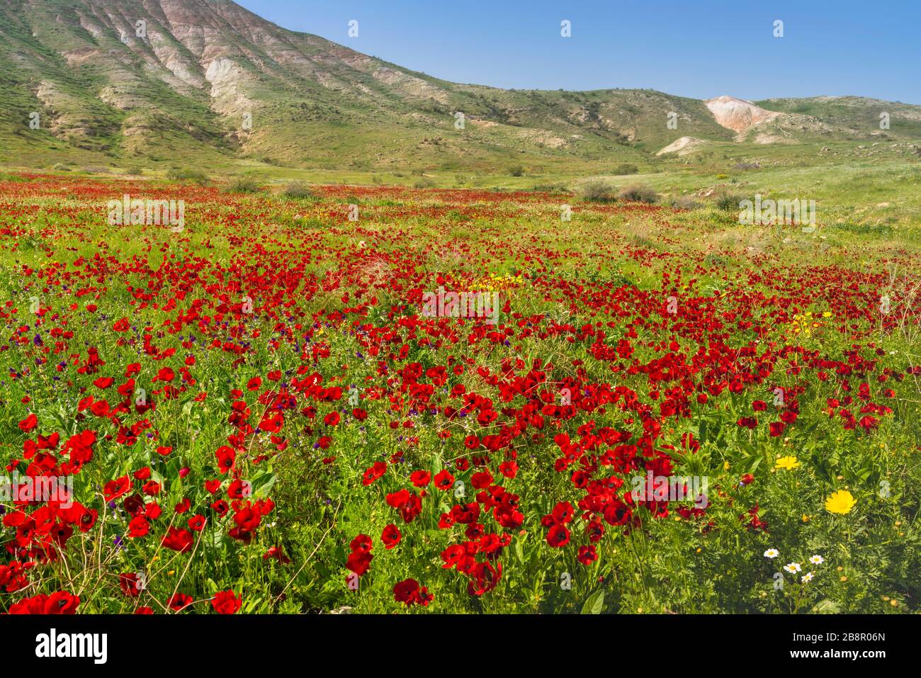 Un champ de fleurs sauvages de couronne rouge Anemone dans la vallée de Jordanie, Israël, Moyen-Orient. Banque D'Images