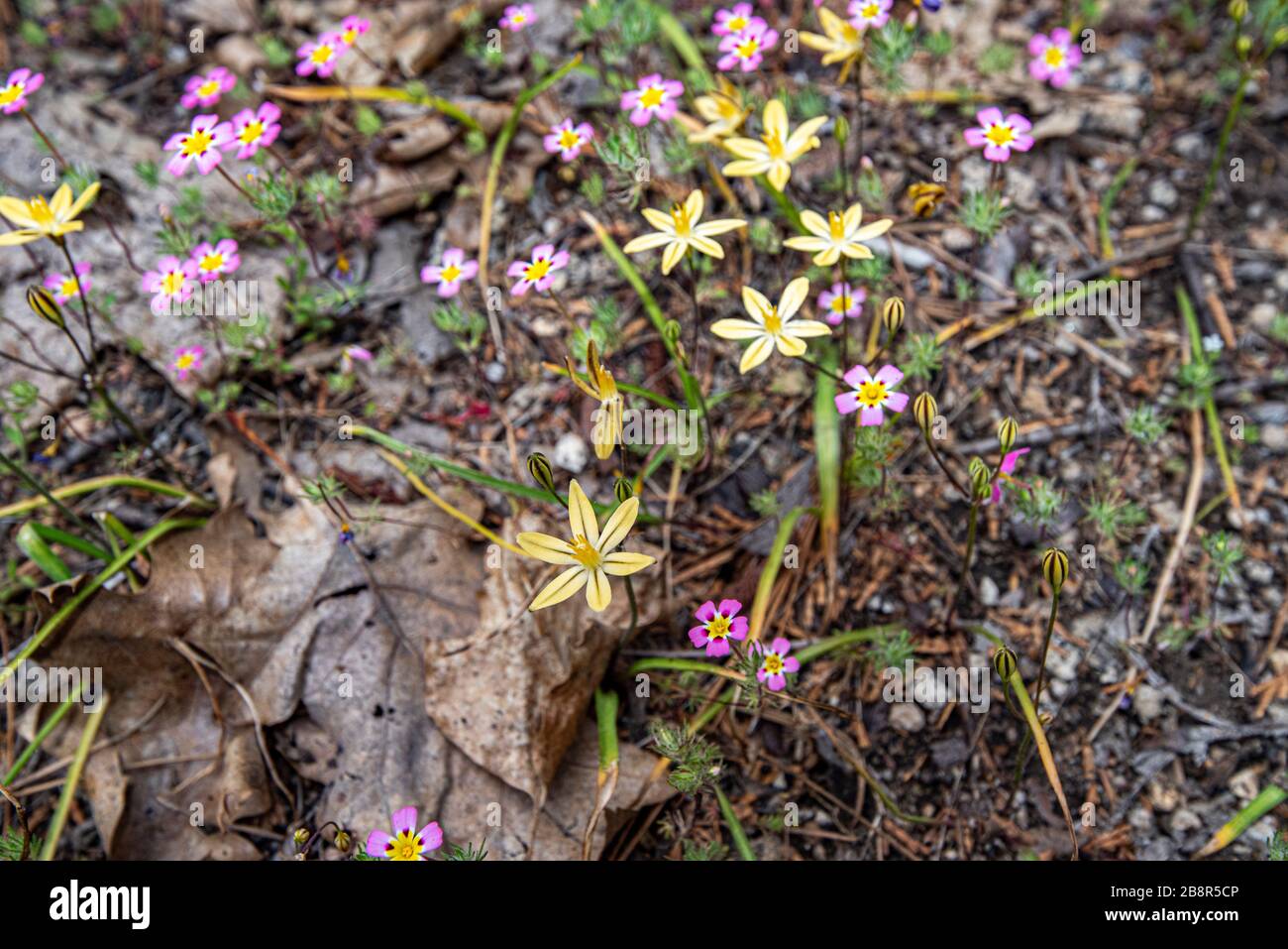 Le Golden Brodiaea, alias jolie face pousse bas au sol dans le parc national de Sequoia. Banque D'Images