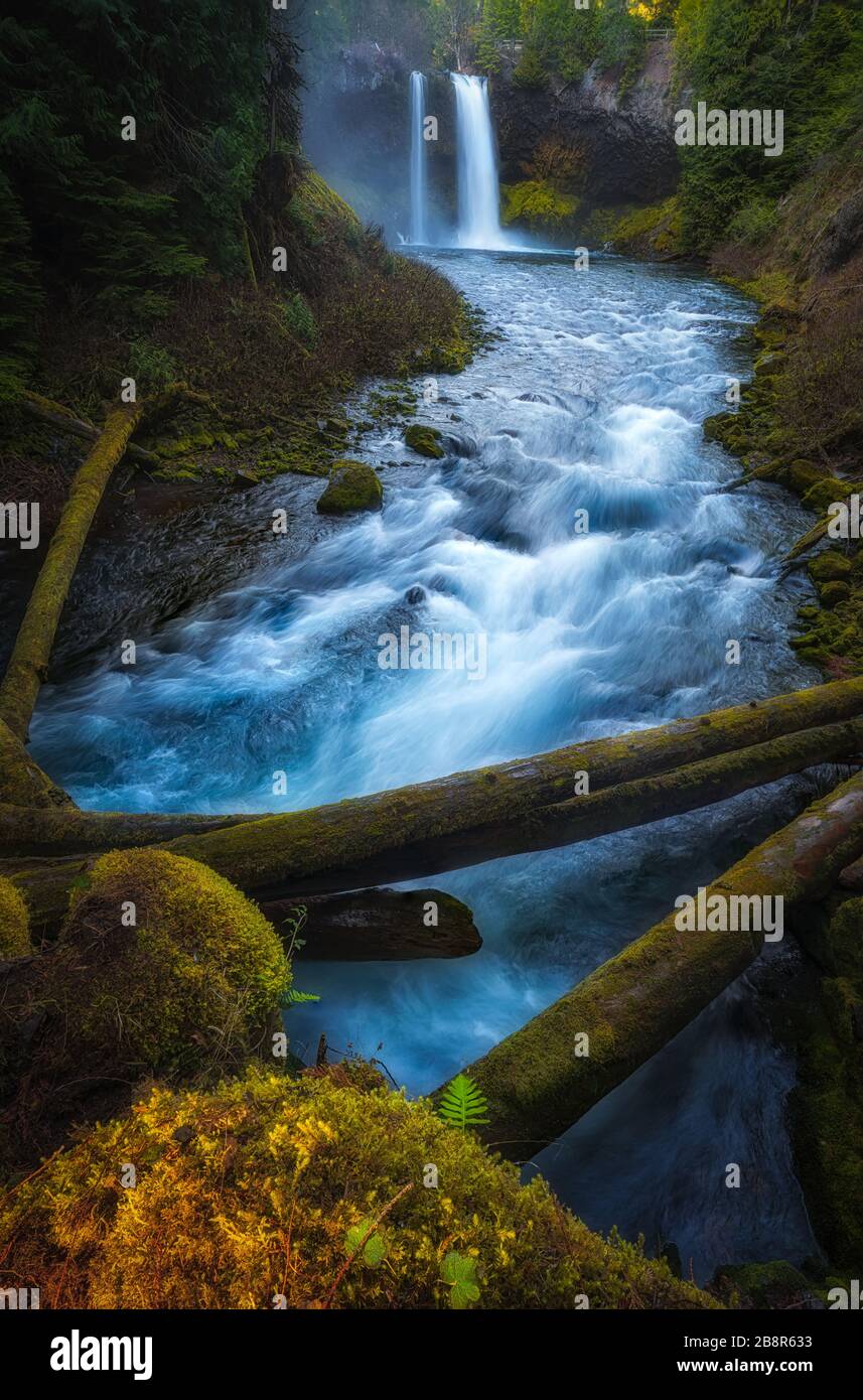 Chute d'eau dans l'Oregon aux chutes de Koosah Banque D'Images