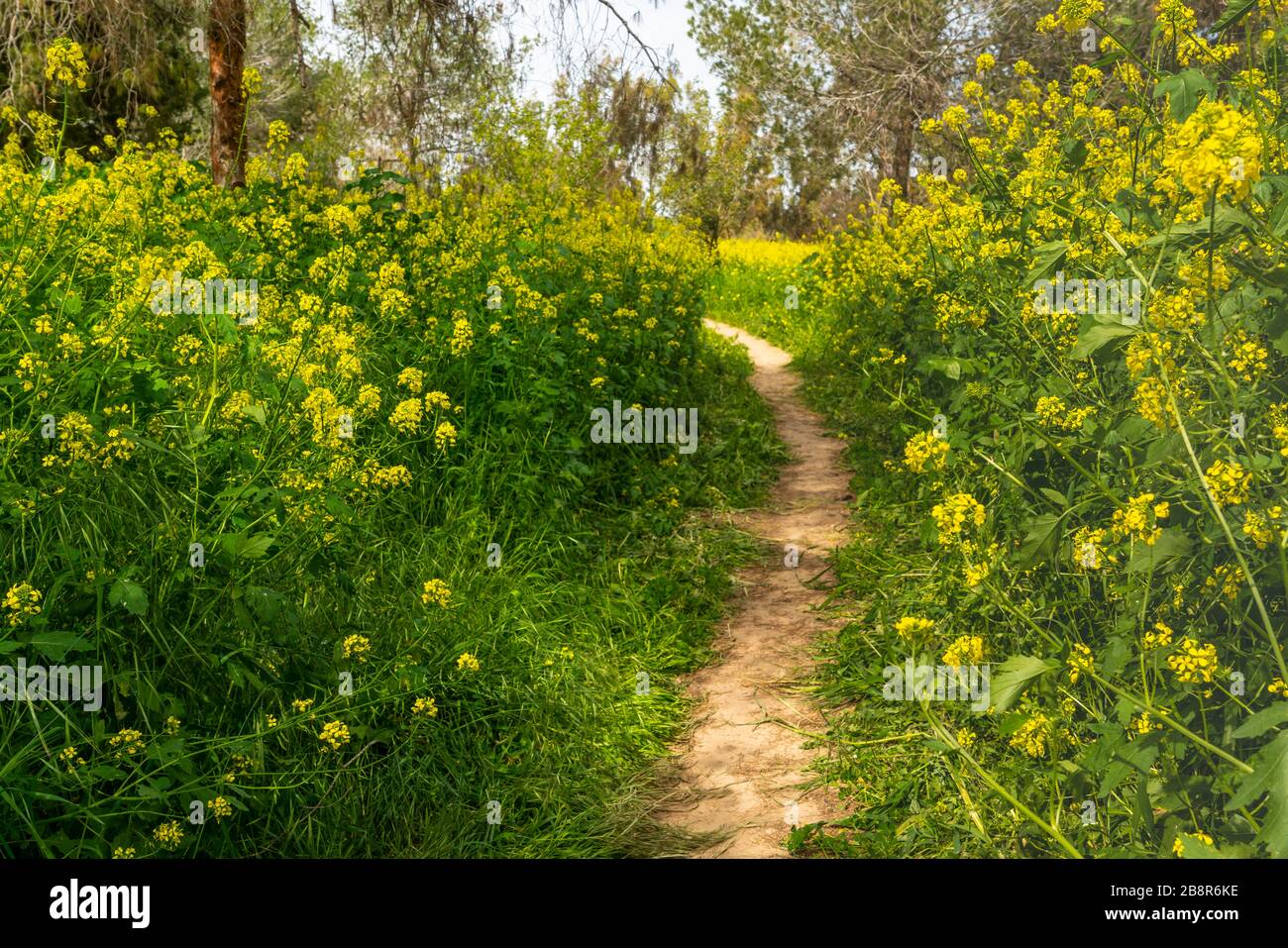 Fleurs de Marguerite de couronne et de moutarde jaune dans la forêt de Be'eri, Negev, Israël, Moyen-Orient. Banque D'Images