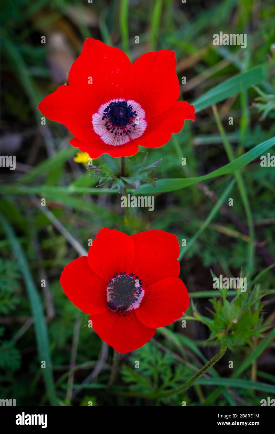 Gros plan de la fleur sauvage rouge d'Anemone coronaria, Israël,  Moyen-Orient Photo Stock - Alamy