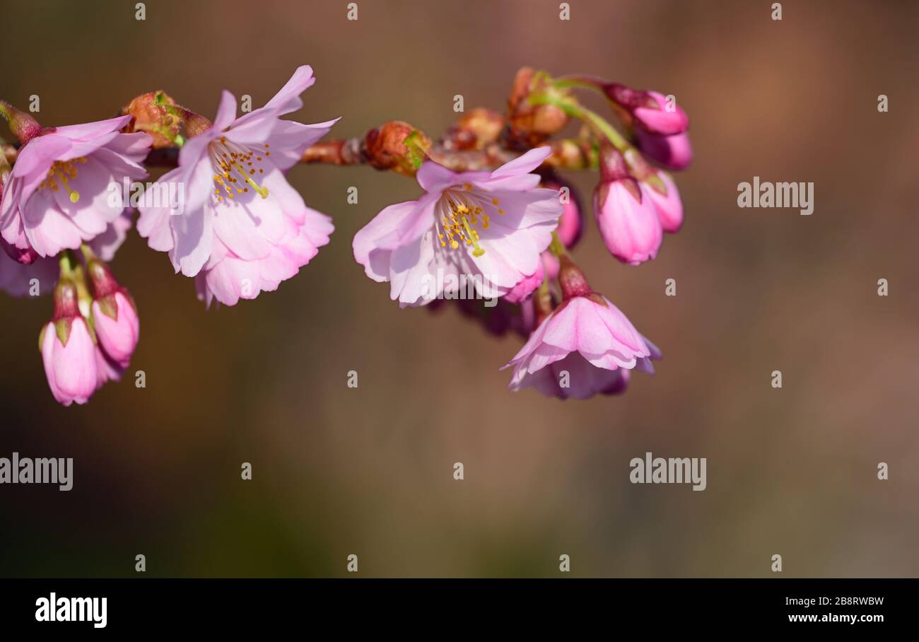 Gros plan sur une branche délicate de cerisier fleuri avec des fleurs roses sur un fond rose foncé Banque D'Images