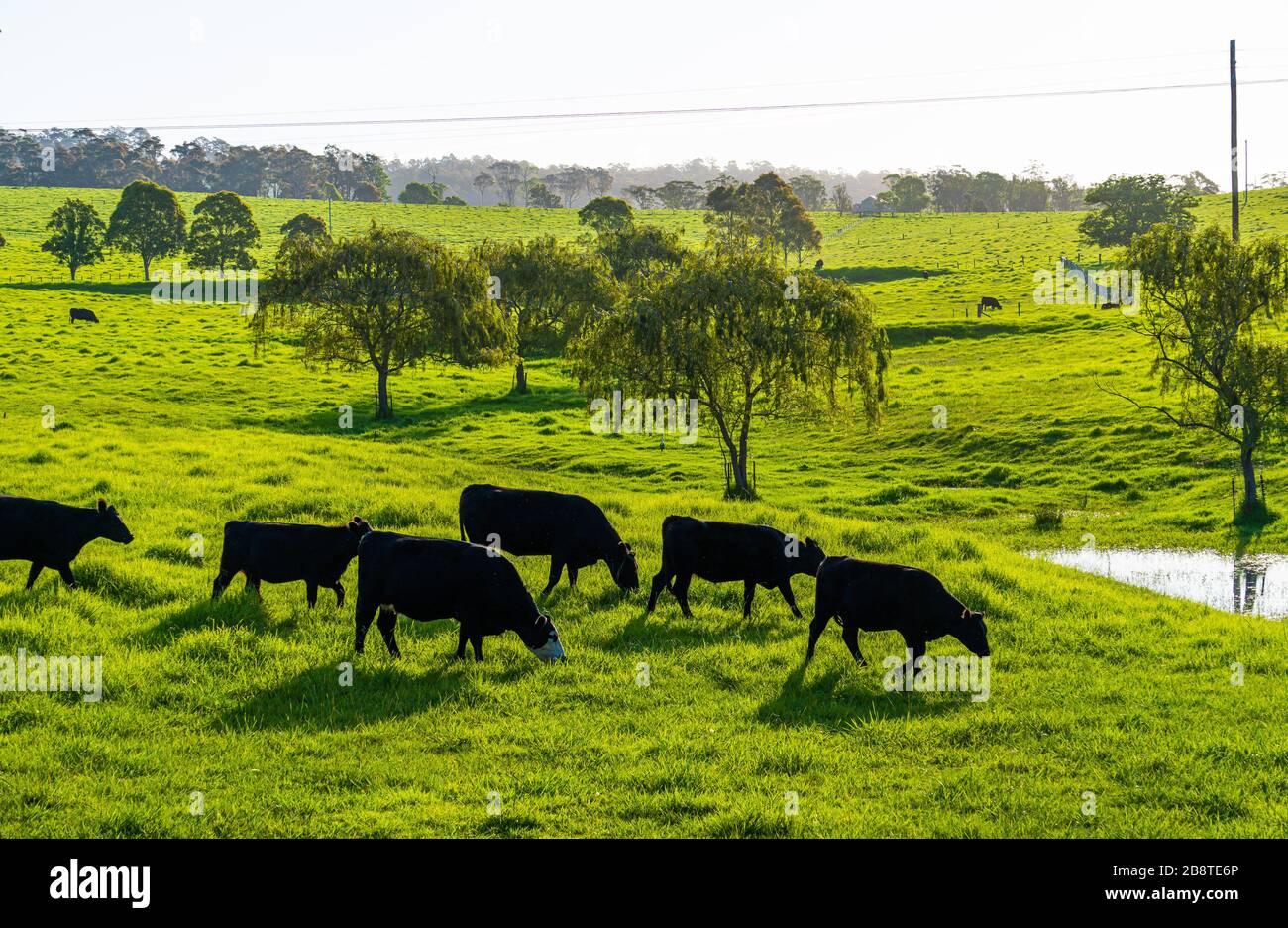 Les bovins braissent sur de l'herbe fraîche après de récentes pluies dans le sud de la Nouvelle-Galles du Sud, en Australie Banque D'Images