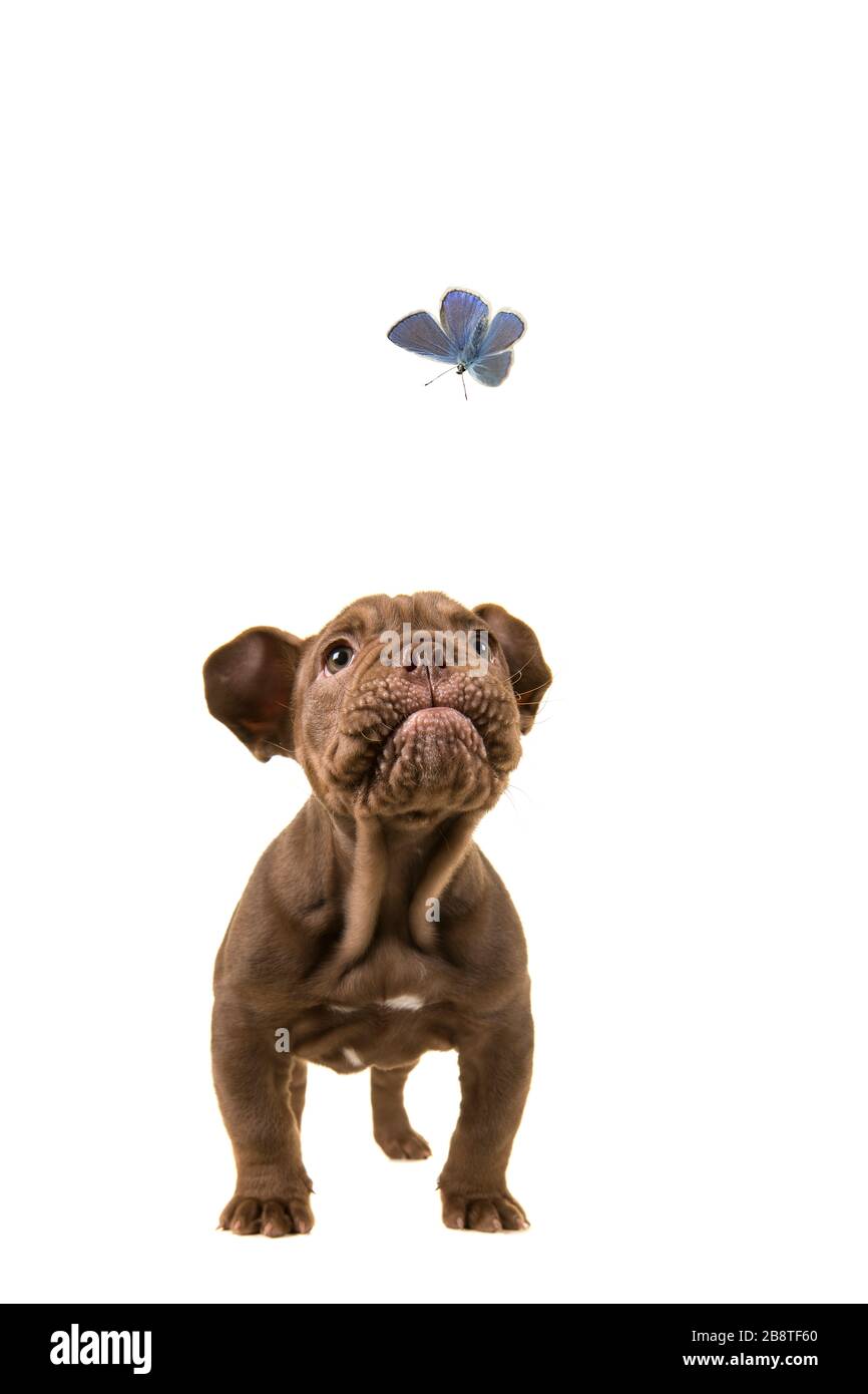 Adorable petit chiot anglais à bosseldog regardant un papillon bleu sur un fond blanc Banque D'Images