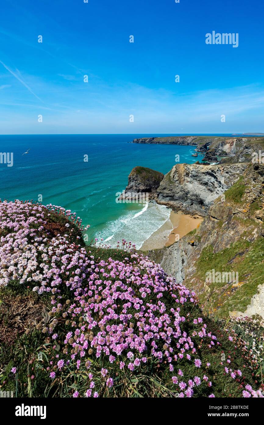 Bedrothan Steps ; Thrift in Flower ; Cornwall ; Royaume-Uni Banque D'Images
