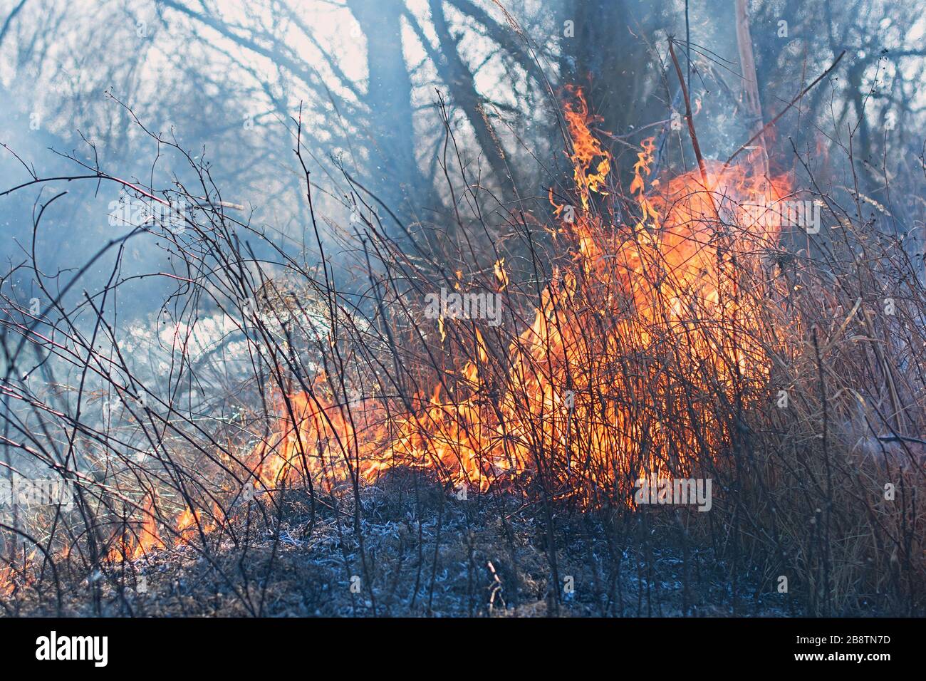 Feu de forêt, herbe brûlante et petits arbres. Banque D'Images